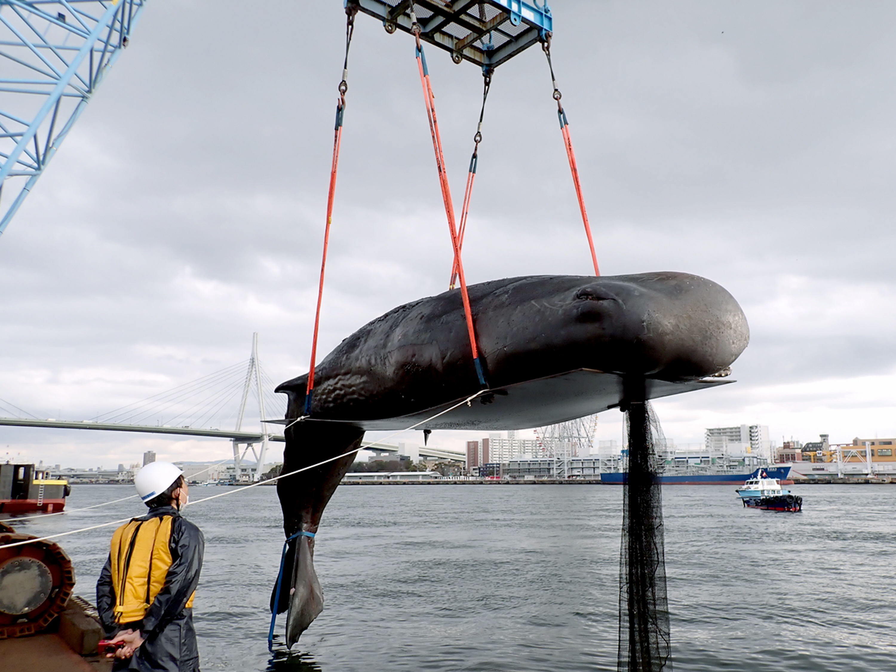 迷いクジラ「淀ちゃん」騒動から4カ月 大阪市を悩ませた処理費8千万