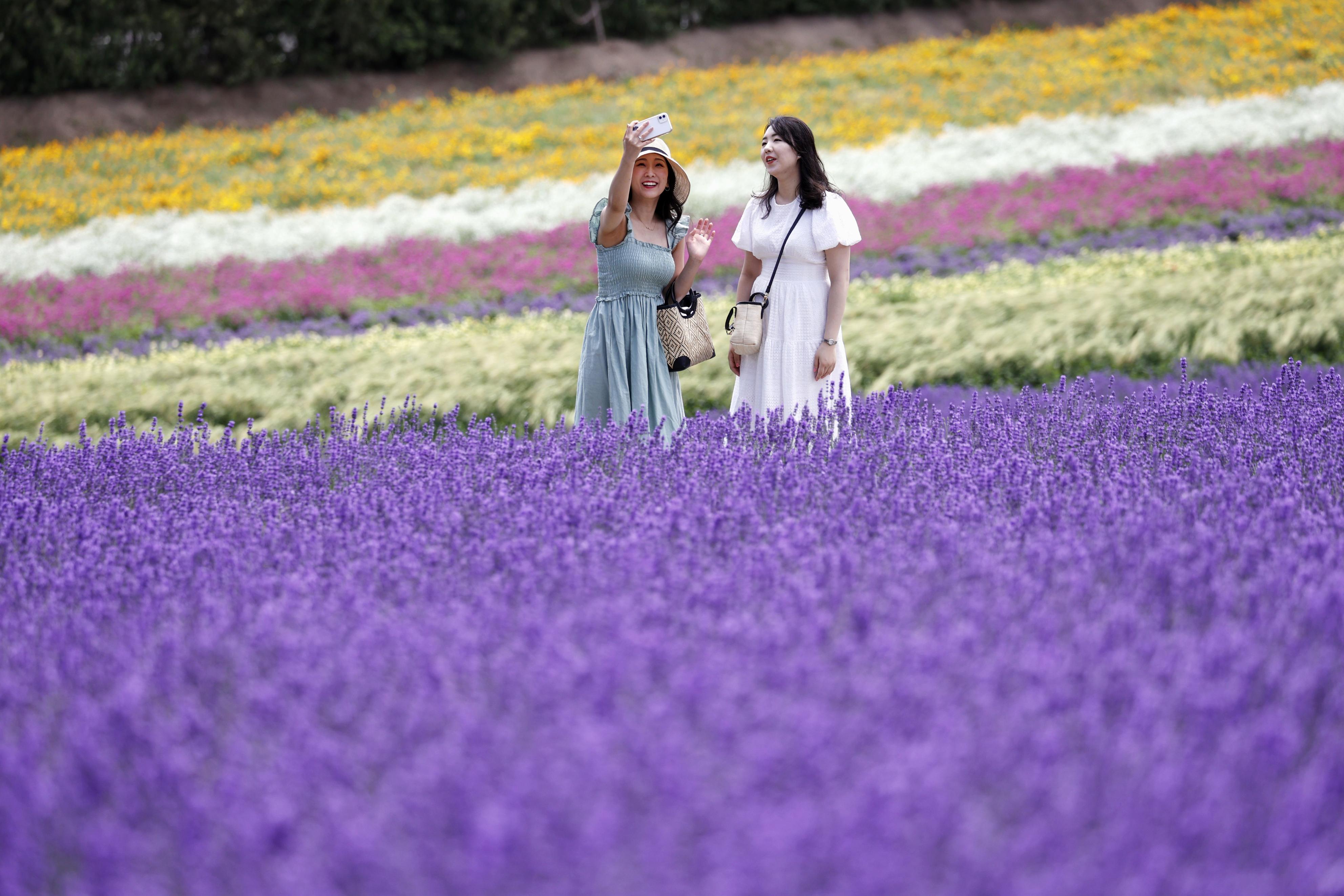 本物にリラックス「芳香剤と違う」 ラベンダー見頃、富良野 - 産経ニュース