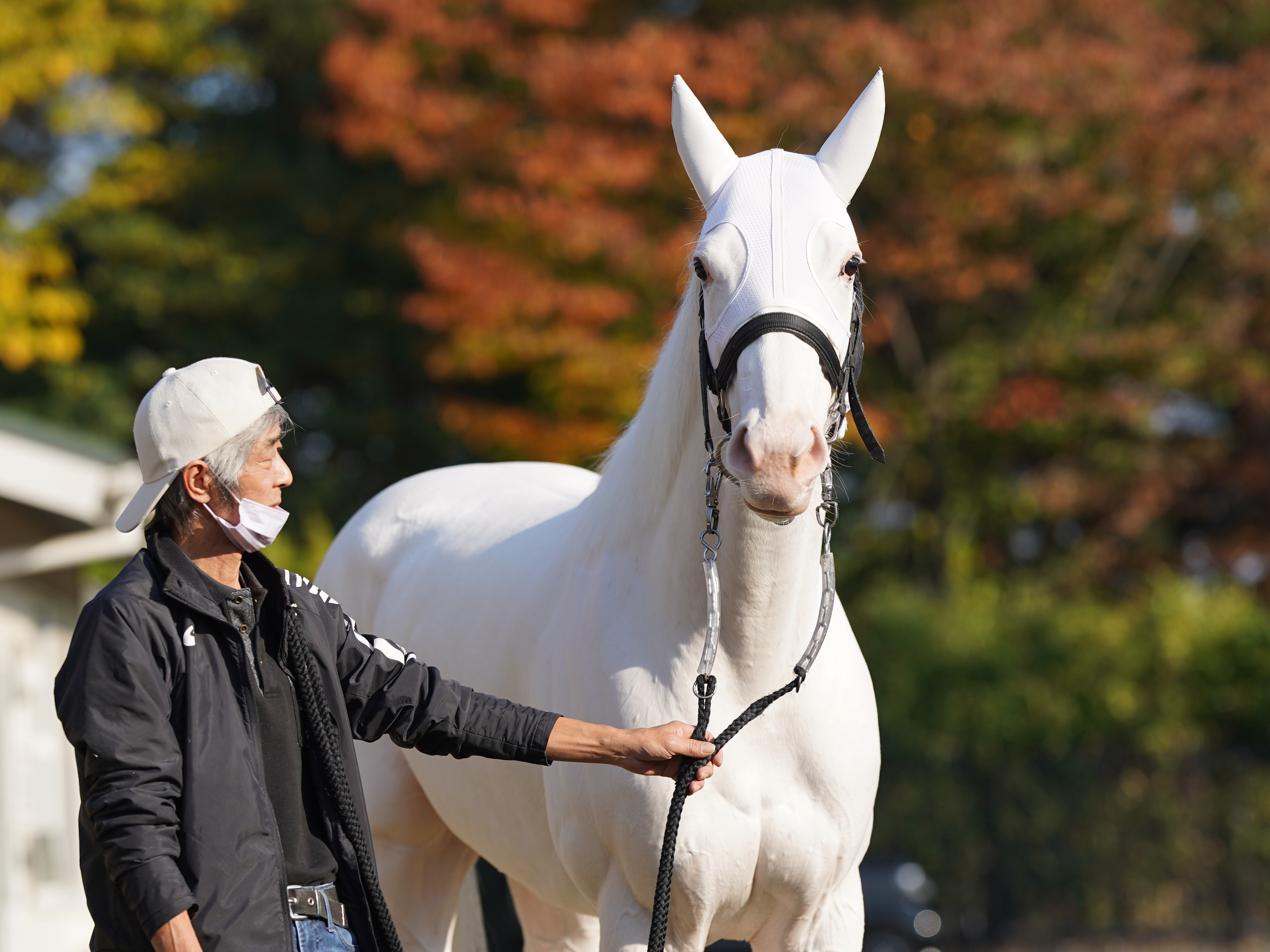 ソダシはヴィクトリアＭから安田記念を目標 須貝師「何とかもうひと花