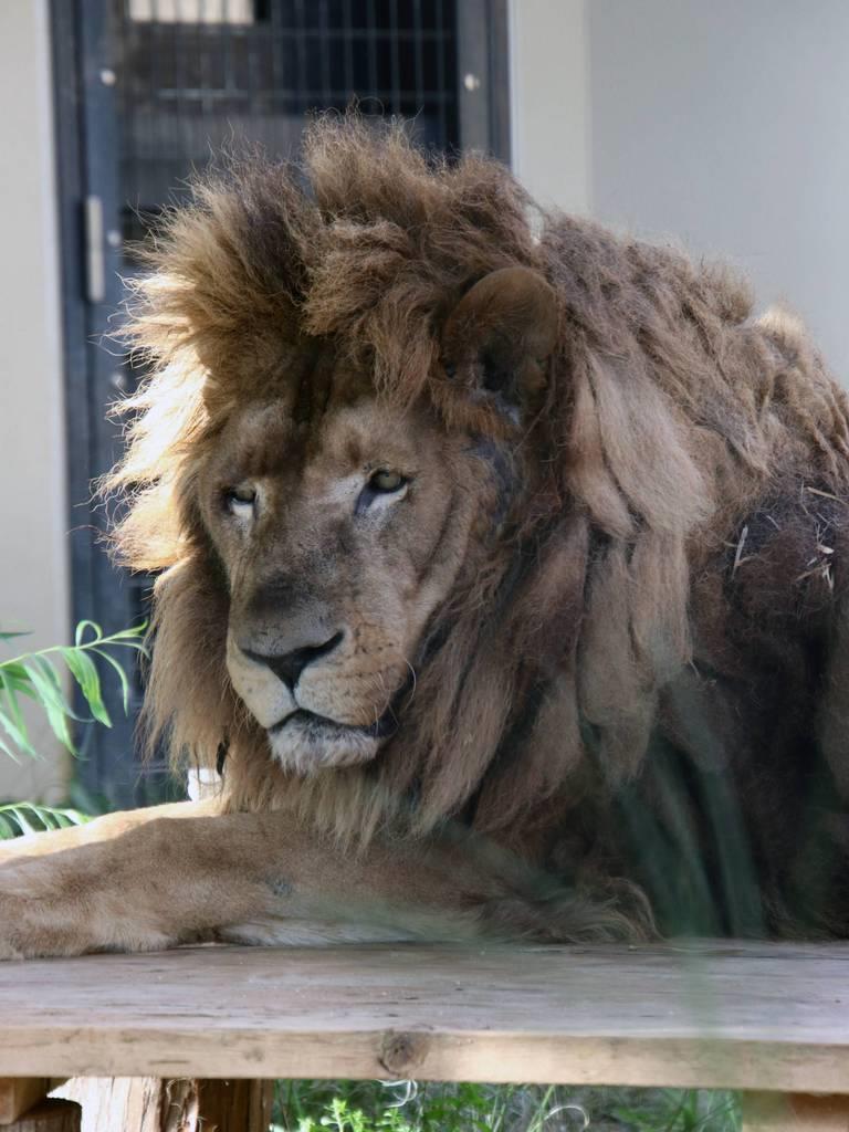 国内最高齢のライオン ナイル が死亡 京都市動物園 産経ニュース