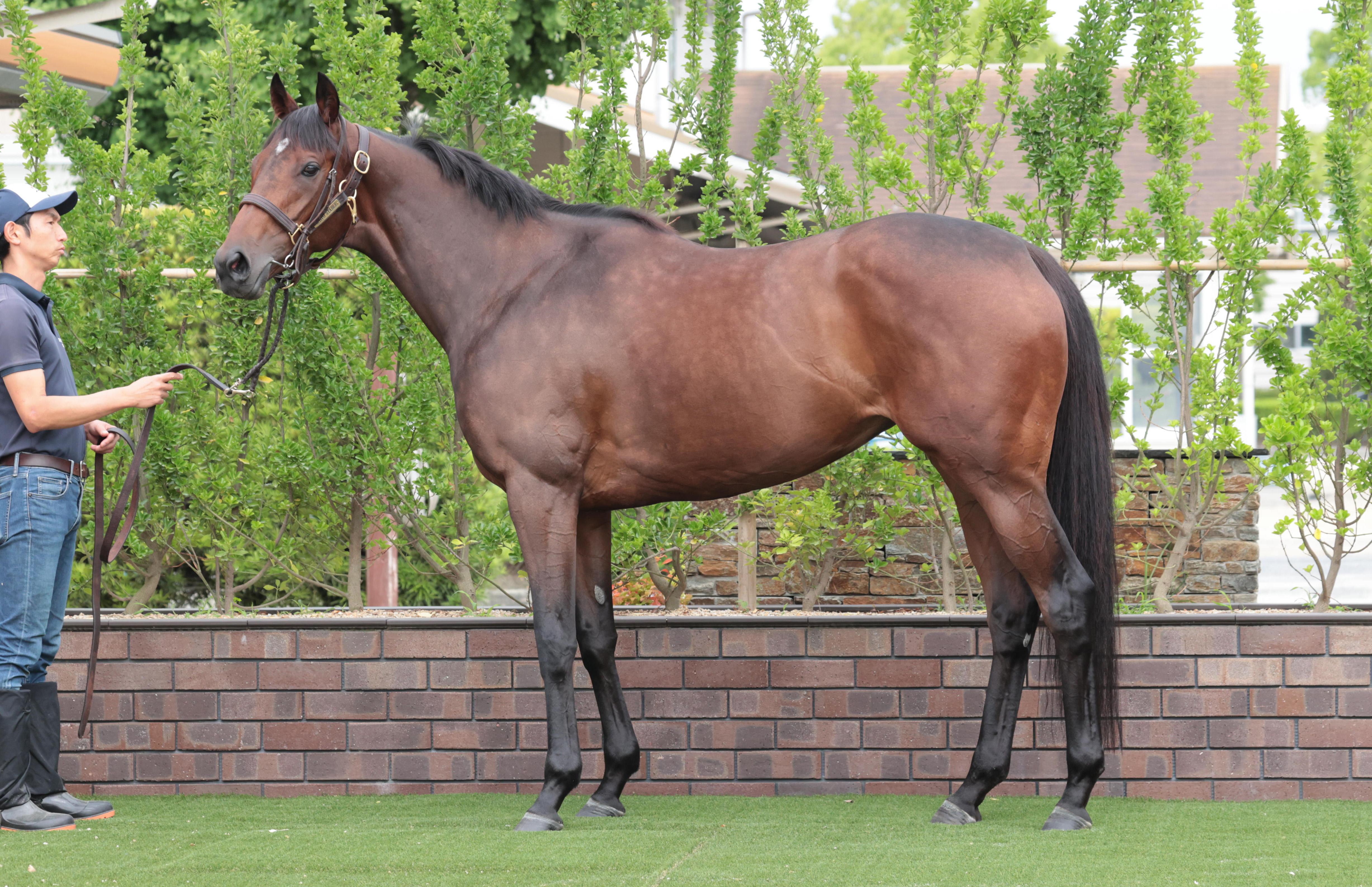 府中牝馬S】ヴィクトリアマイル除外のタガノエルピーダ 斉藤崇師