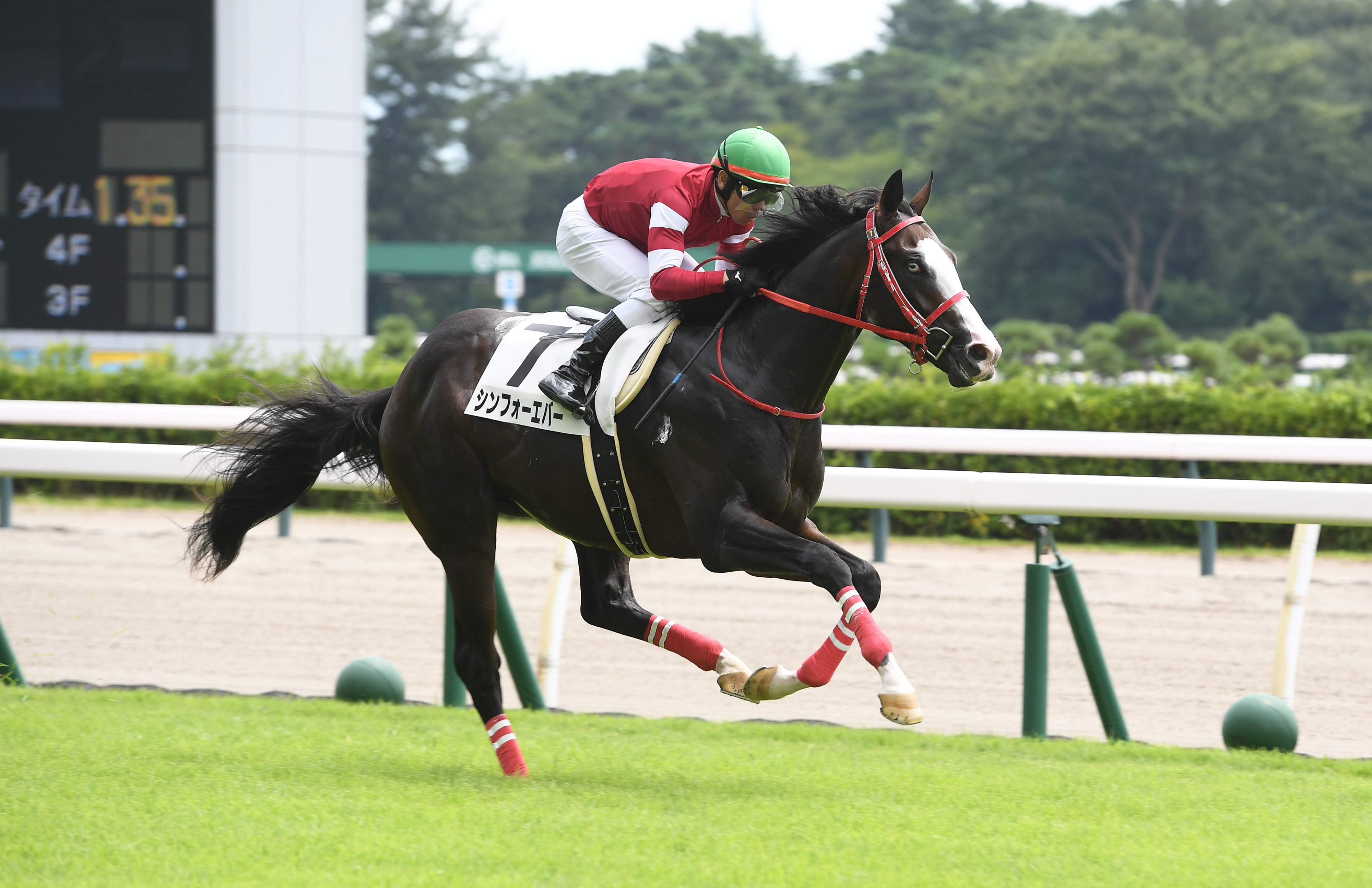 新潟2歳Sの注目点】新潟絶好調の森秀行師がシンフォーエバーを登録 国内新種牡馬産駒は3頭出走予定 - サンスポZBAT!