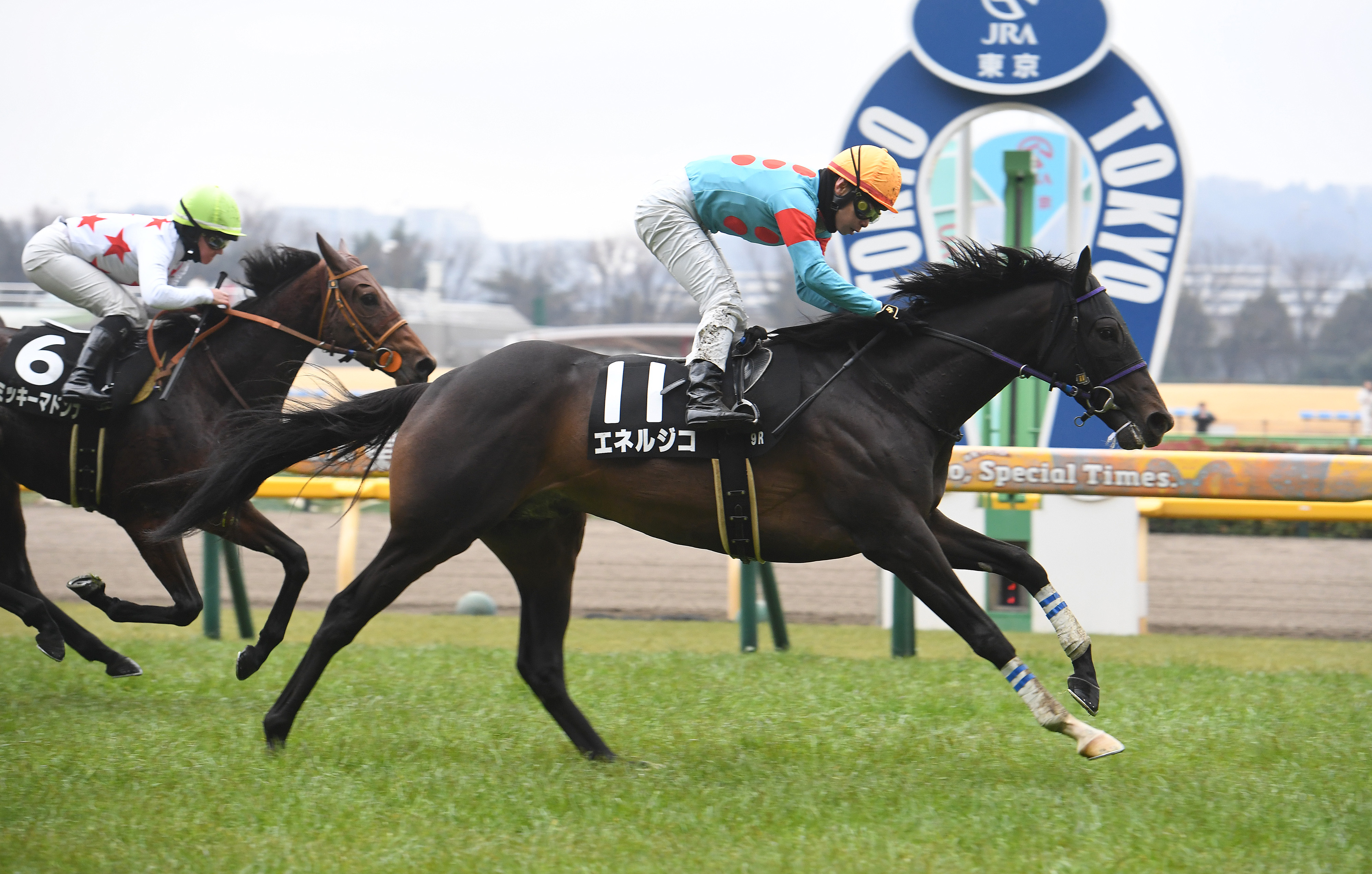 デビュー3連勝で青葉賞を制したエネルジコは新潟記念へ - サンスポZBAT!