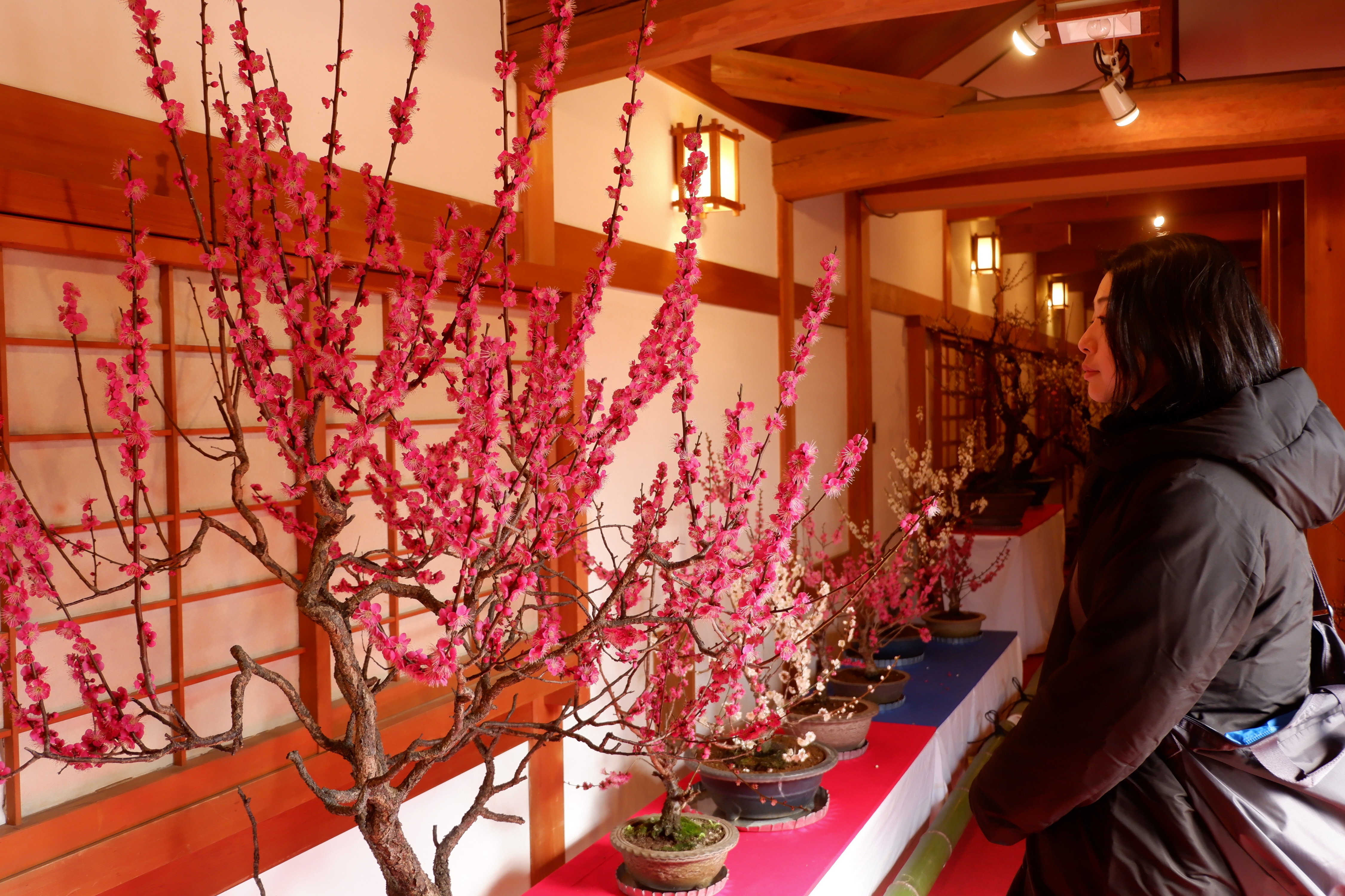 愛好家が育てた120点 奈良・大和郡山で盆梅展、3月10日まで - 産経ニュース
