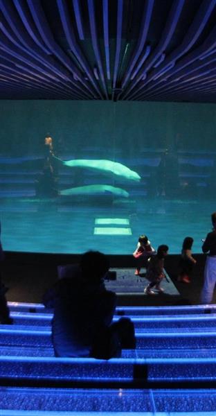 シロイルカの新プール完成 しまね海洋館アクアス ２４日パフォーマンス再開 産経ニュース