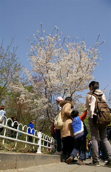 ウイークリーワールド】「桜の起源」論に中国も参戦 「中国発祥で