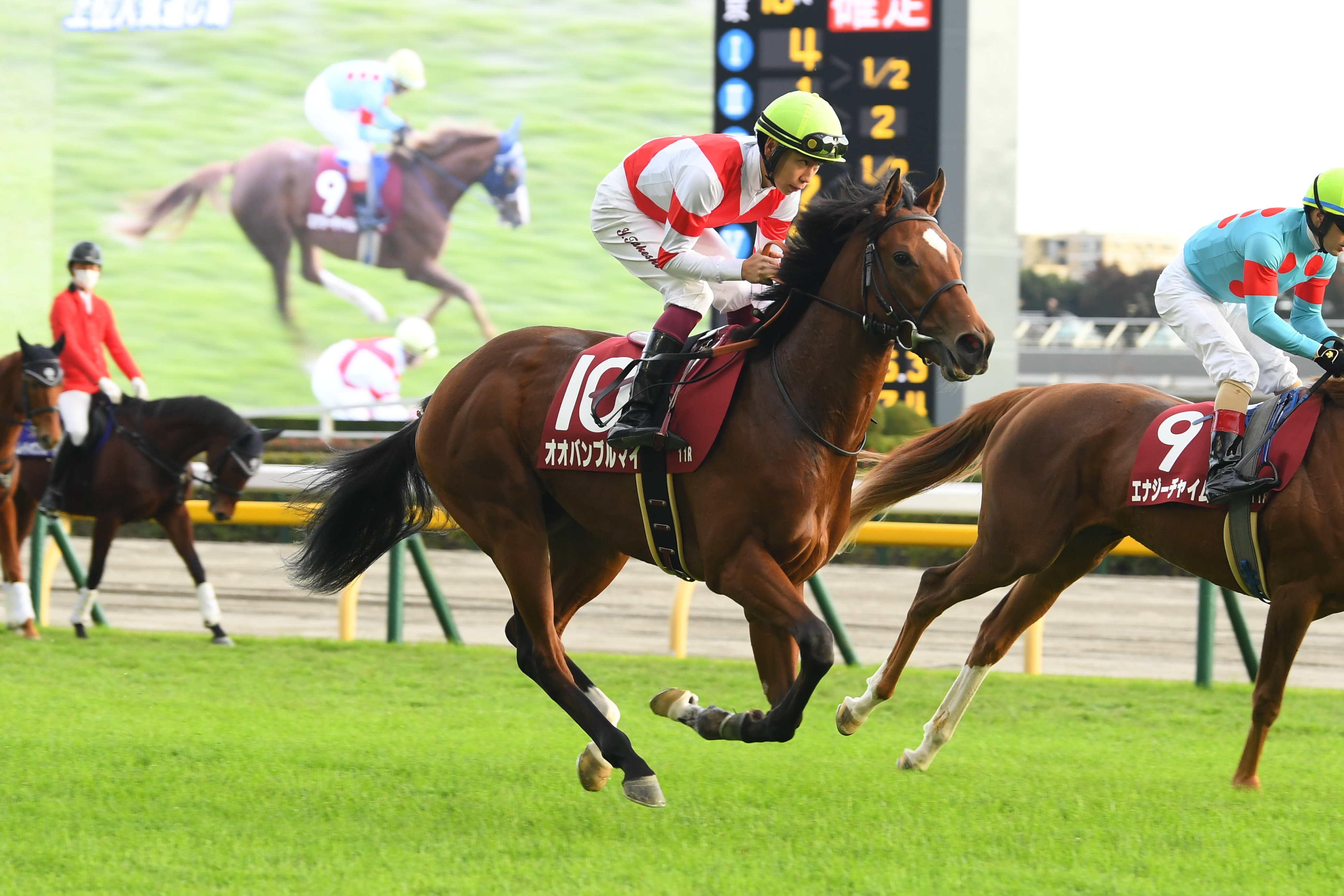 4歳以上次走報】オオバンブルマイは津村明秀騎手との新コンビで京王杯