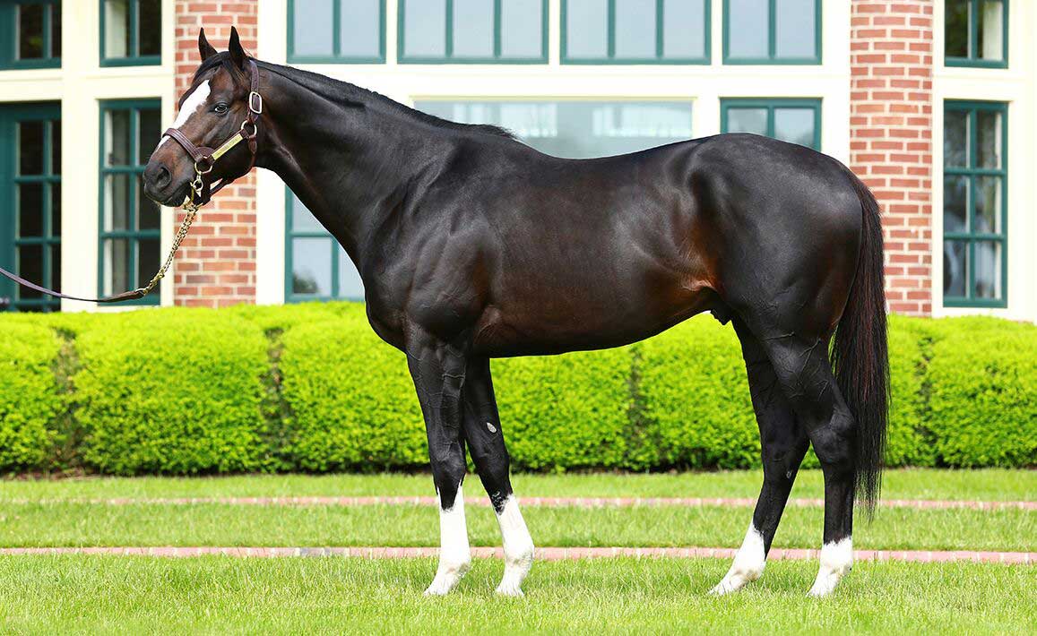 現役時に米GⅠ2勝の種牡馬オナーコードが来春から日本で供用 産駒も