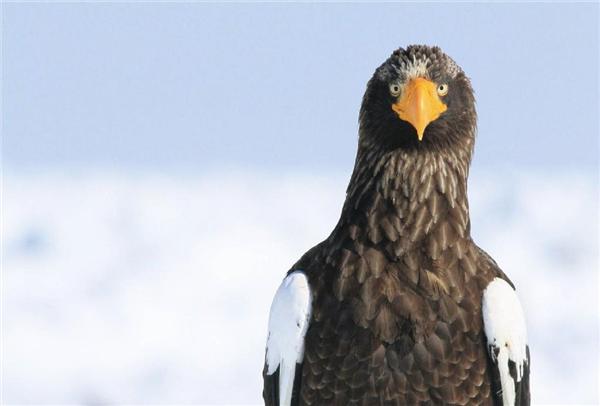 話題の写真集 この鳥は誰 さまざまな萌え顔が誘う野鳥の世界 鳥くん著 鳥の正面顔 1 5ページ 産経ニュース