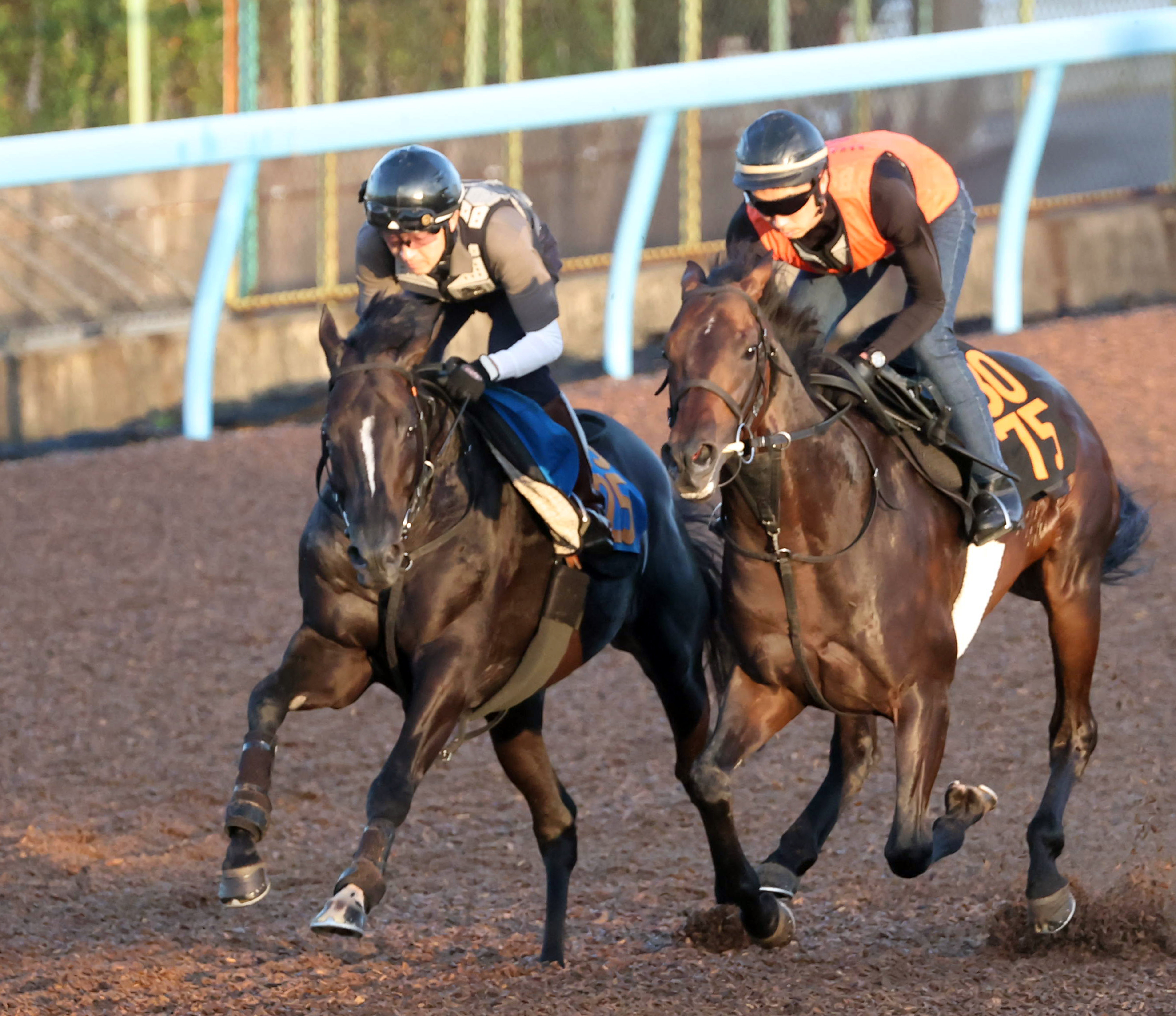 七夕賞 東西調教スタンドから】アスクナイスショーは1週前に比べて動き
