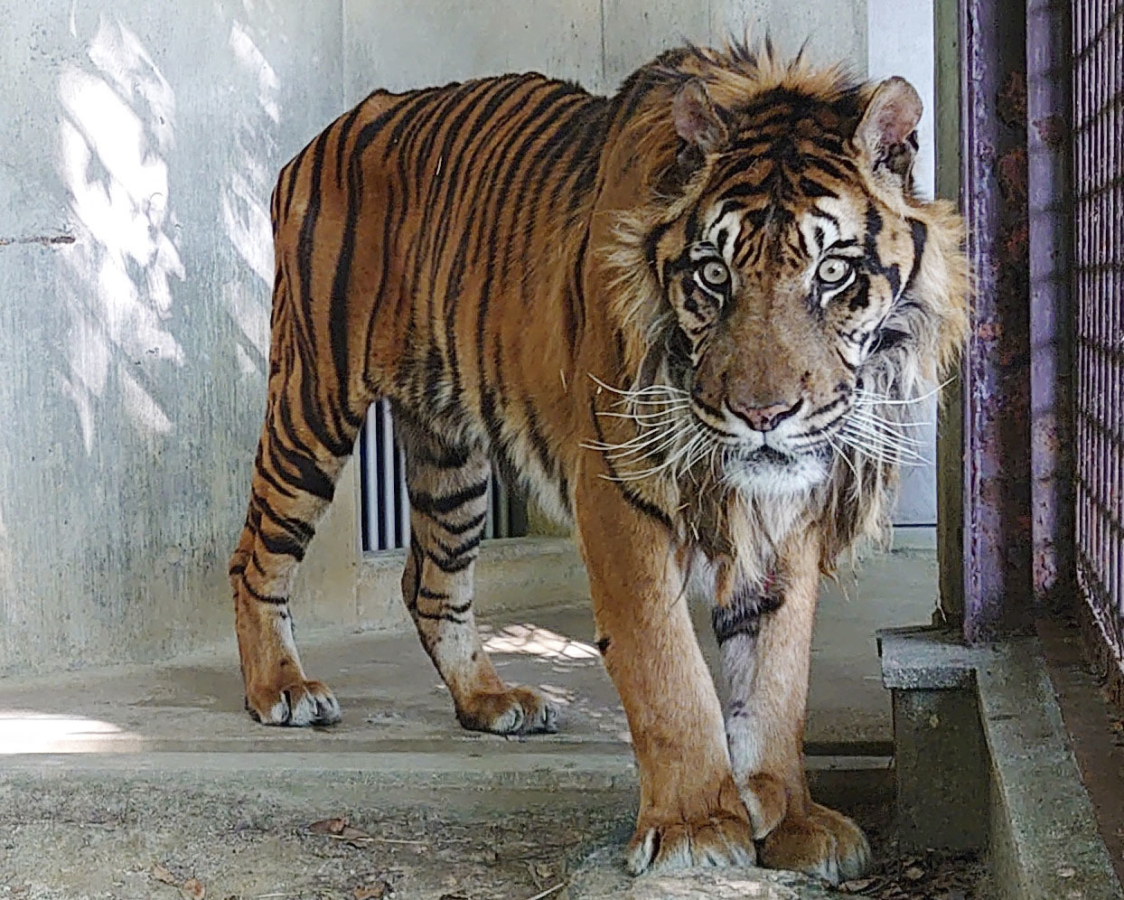 最高齢の17歳スマトラトラ死ぬ 人間なら80歳相当 愛知の東山動