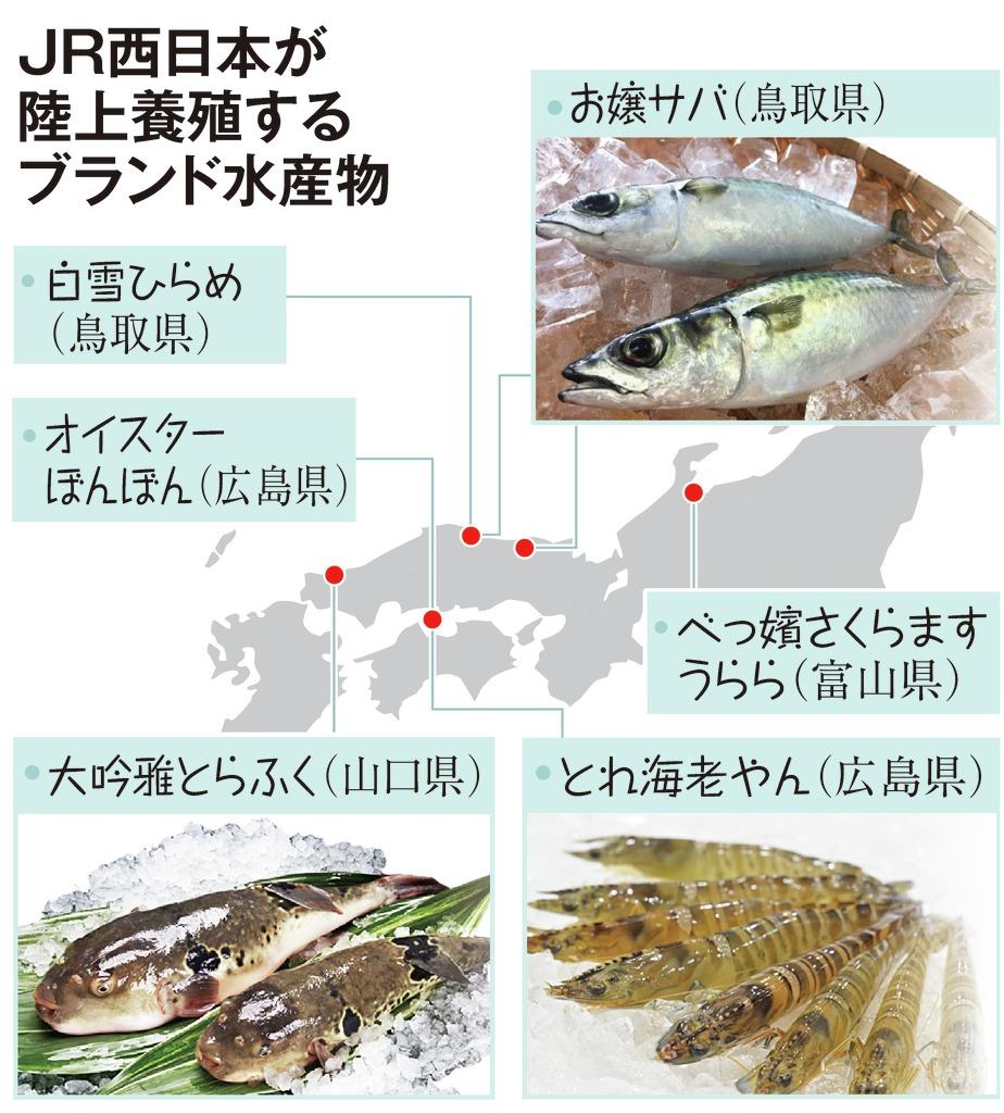 ビジネスの裏側 寄生虫なし 生食できるお嬢サバ ｊｒ西日本が養殖 1 2ページ 産経ニュース