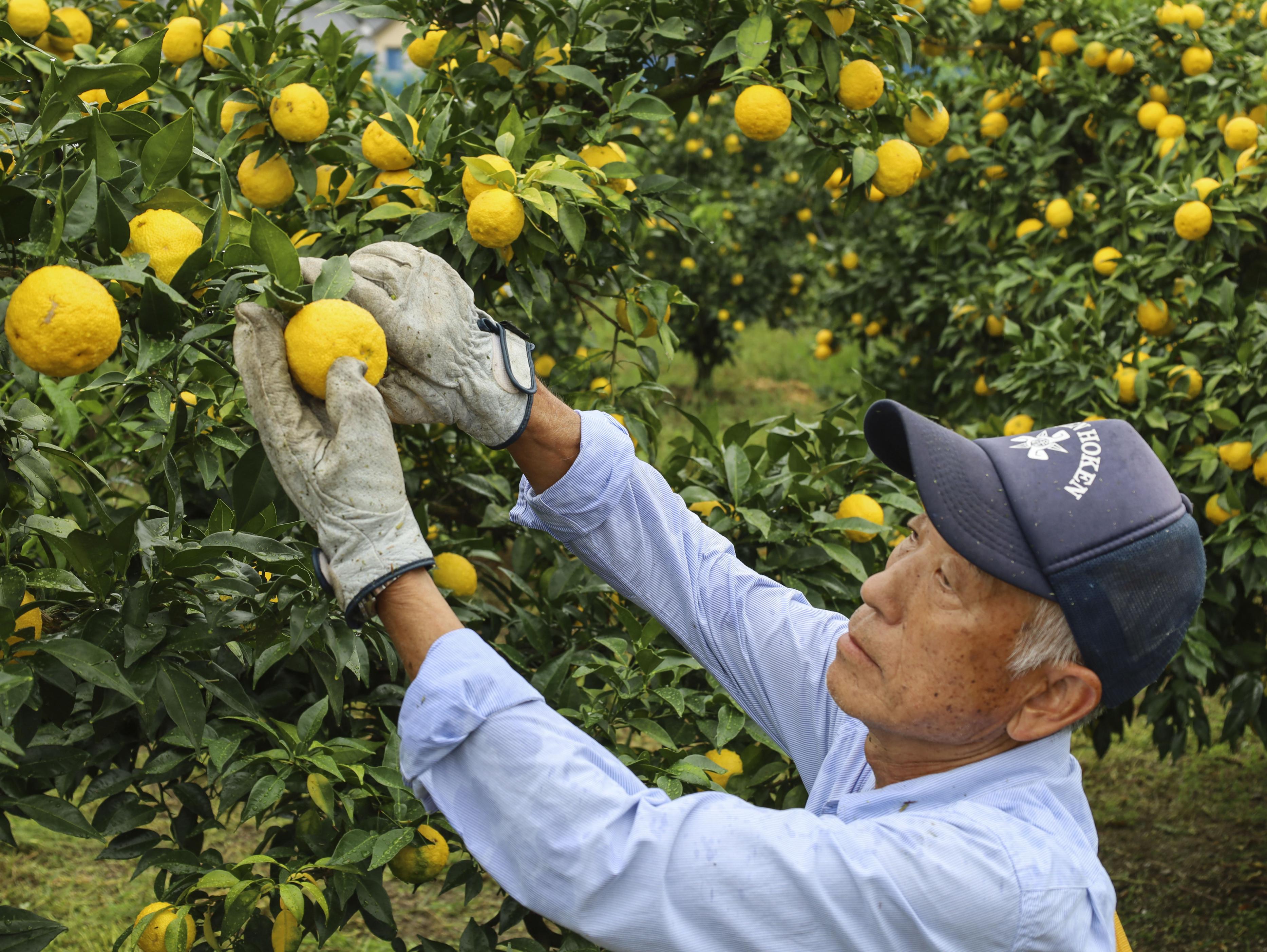 ユズ収穫が本格化高知、生産量日本一 - 産経ニュース