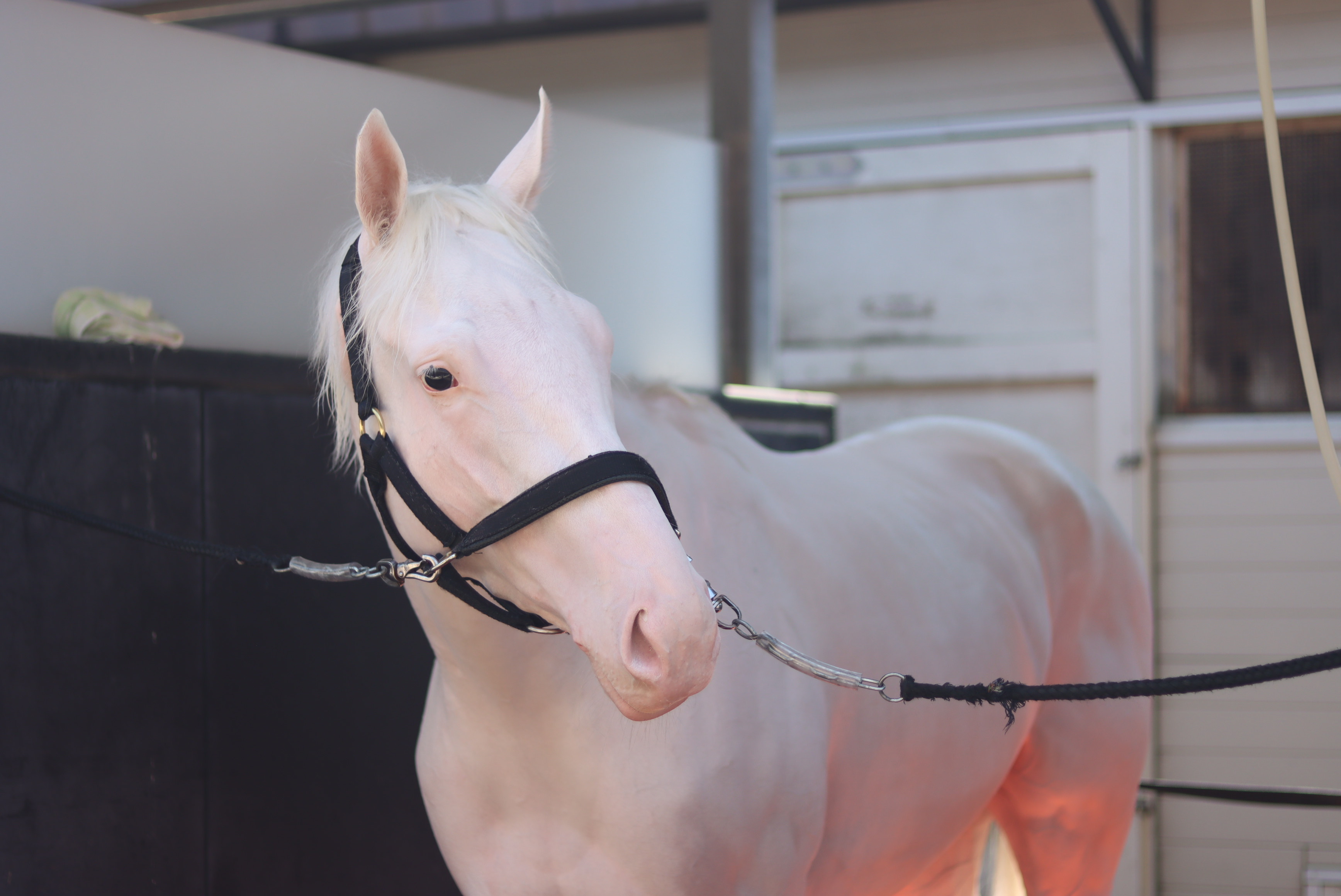 桜至郎の競馬こばなし 縦〝桜〟無尽】注目度抜群！白毛馬マルガ