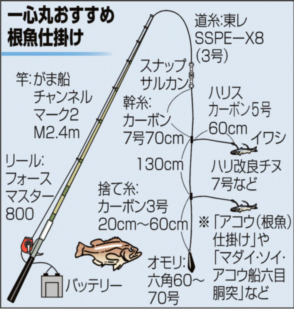 アコウ４５センチ がまかつテスター平井さんのテクニックで仕留めた 関西フィッシング サンスポ