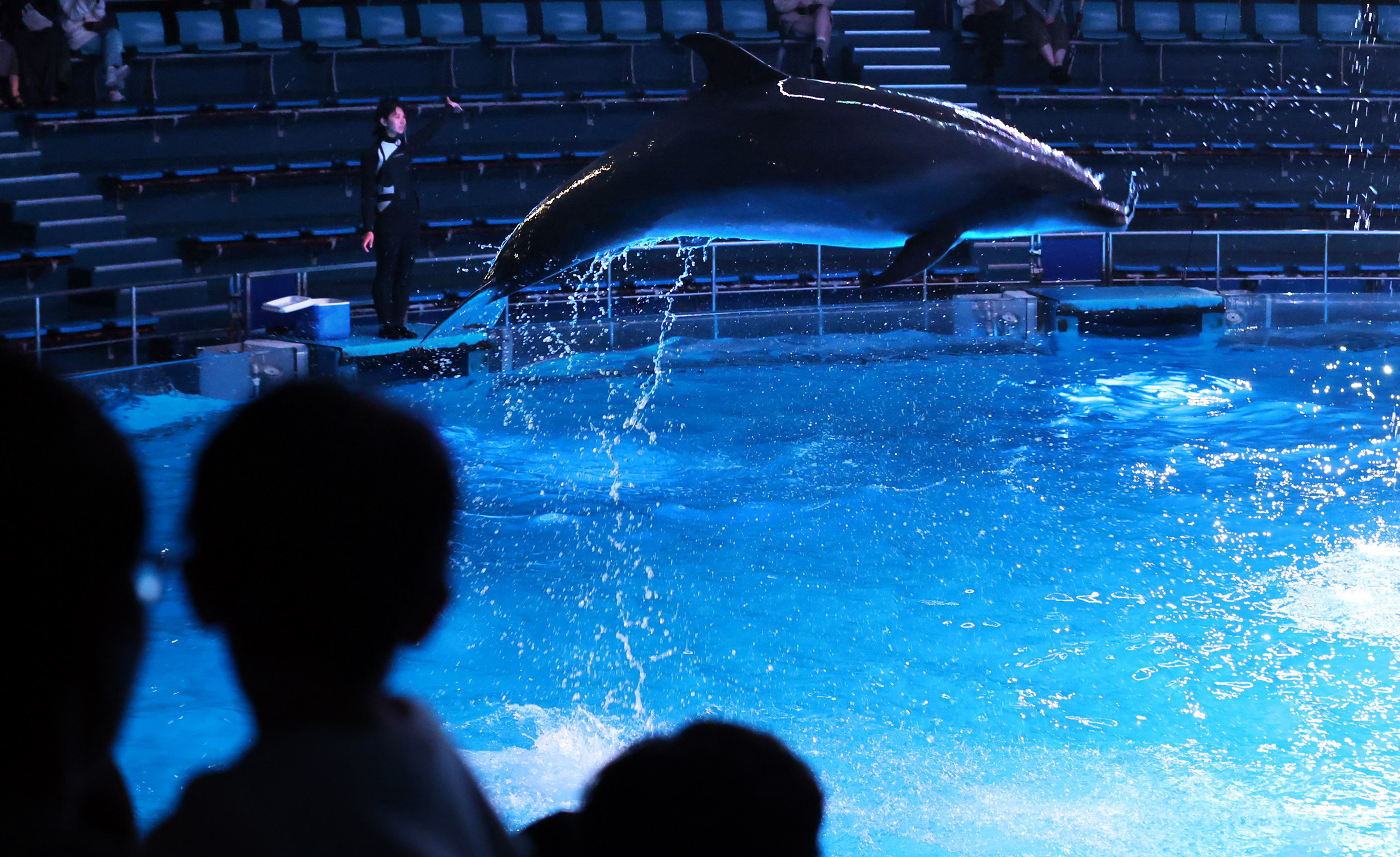 動画】【フォト＆動画】光の中をイルカがジャンプ 東京「アクアパーク