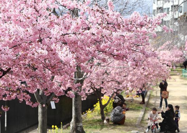 淀水路の河津桜が見頃 約２００本が鮮やかなピンク色に 京都 伏見 産経ニュース