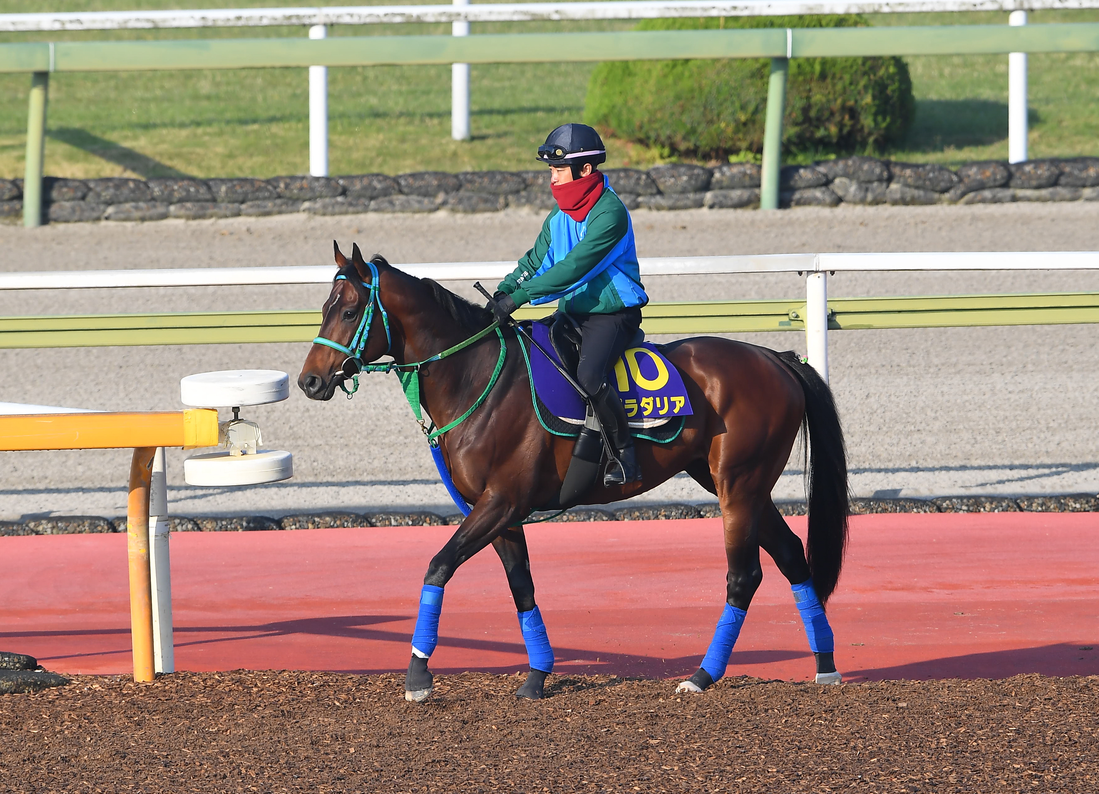 タスティエーラ(QEII世C)・ヘデントール(天皇賞春)アイドルホース2点