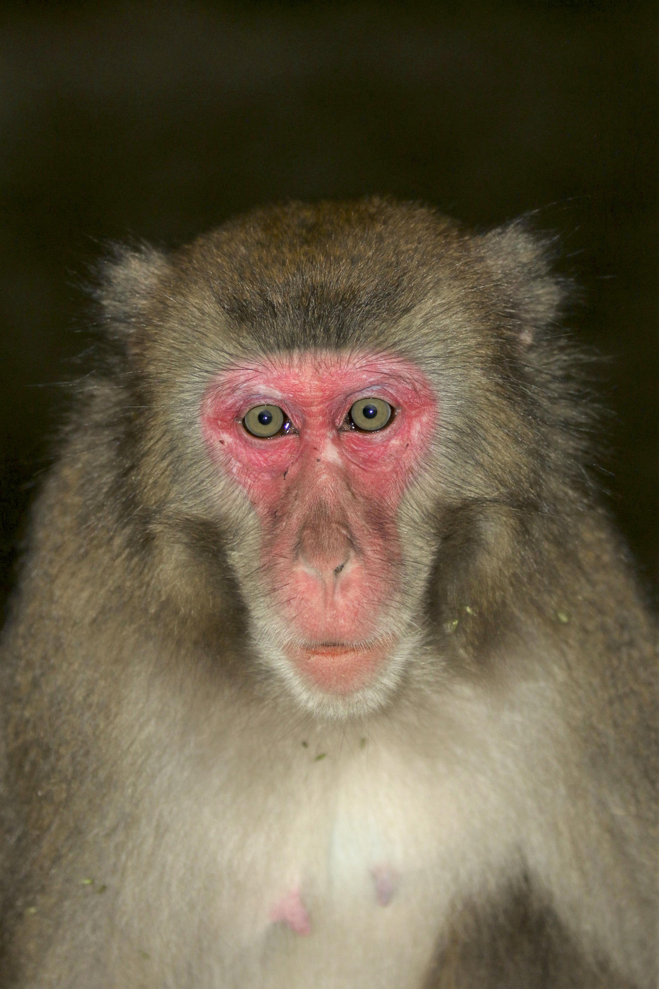 アマビエが圧勝 サル総選挙 大分 高崎山 産経ニュース