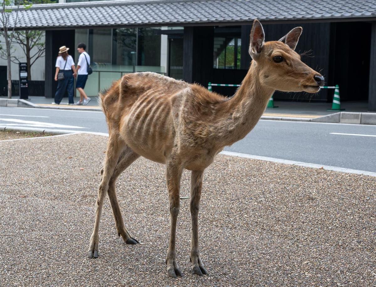 観光客減で奈良のシカが健康に 鹿せんべい依存の個体も 1 2ページ 産経ニュース