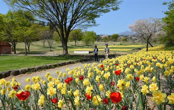 北関東花めぐり】八重桜、シャガ、芝桜、フジ、スイセン、ツツジが本格