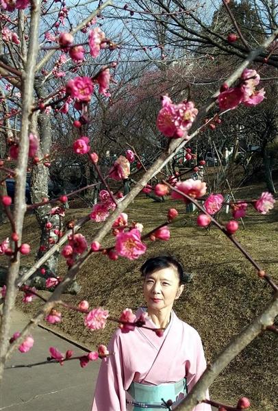 日本平梅まつり 園内に３５０本 産経ニュース