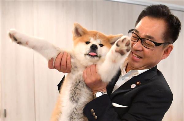 秋田 犬 販売 フィギュア