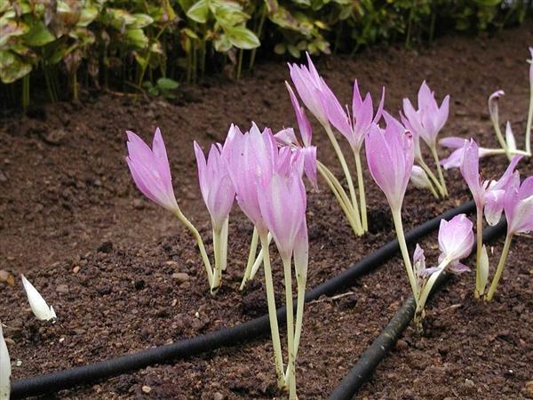 食の安全考 スイセンをニラと間違えて食べてしまったら そっくりの有毒植物にご注意を イヌサフランなど死亡例も 1 3ページ 産経ニュース