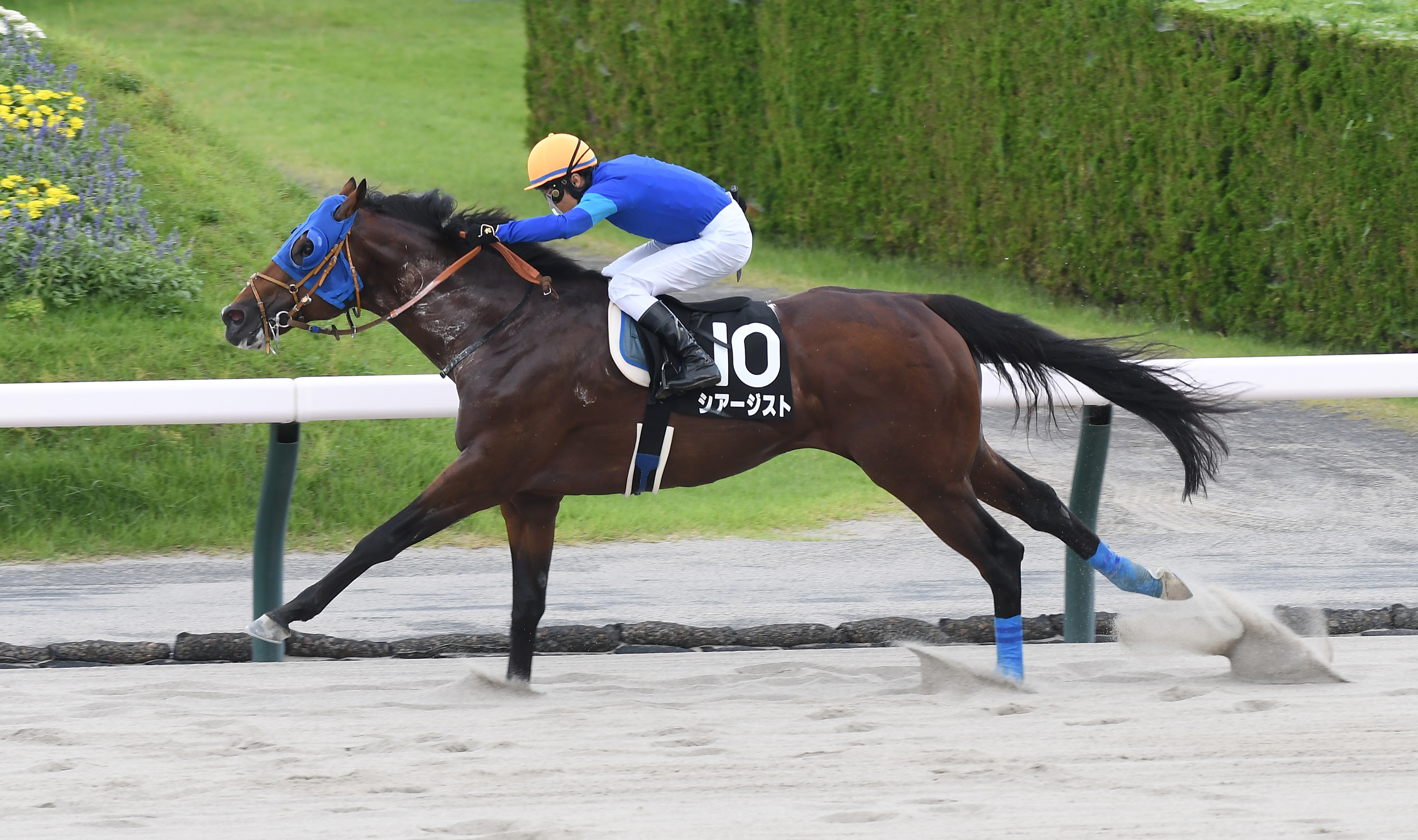 福島テレビ賞】シアージストが2番手から堂々抜け出し快勝