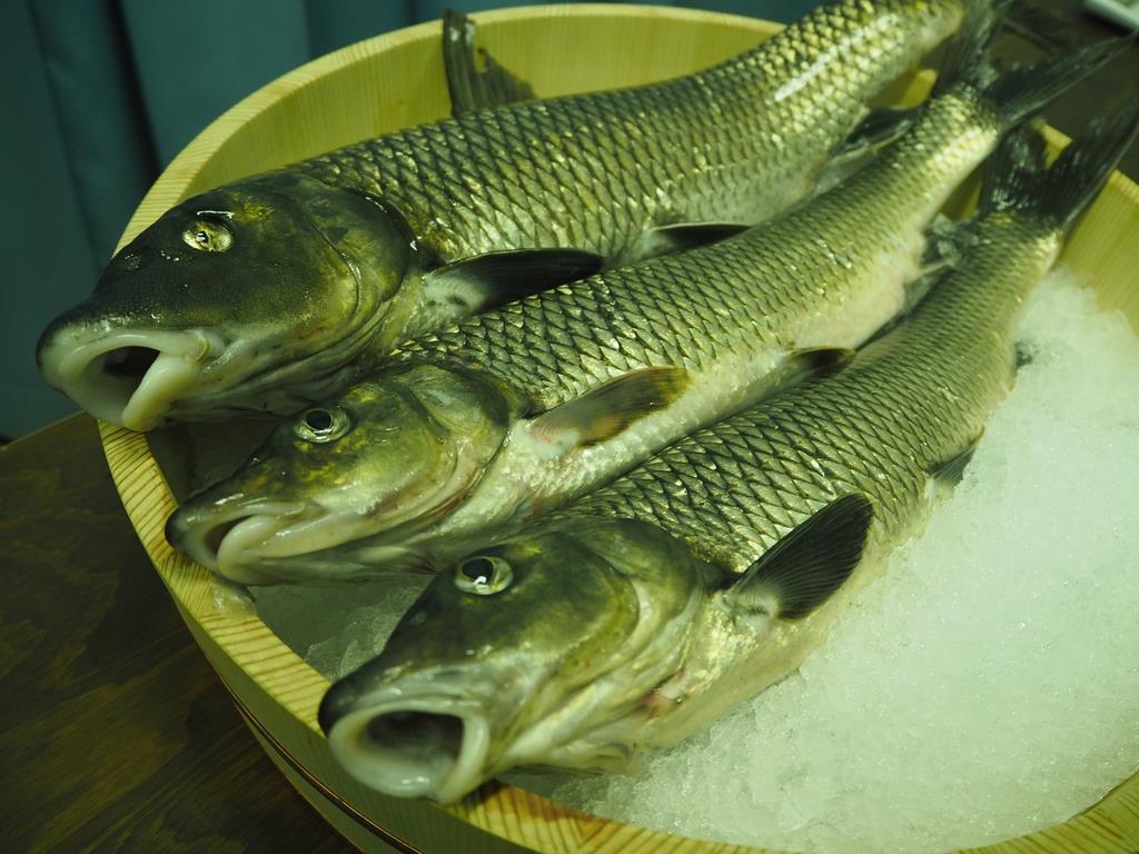 琵琶湖の淡水魚ニゴイがカレーに フライで新メニュー 1 2ページ 産経ニュース