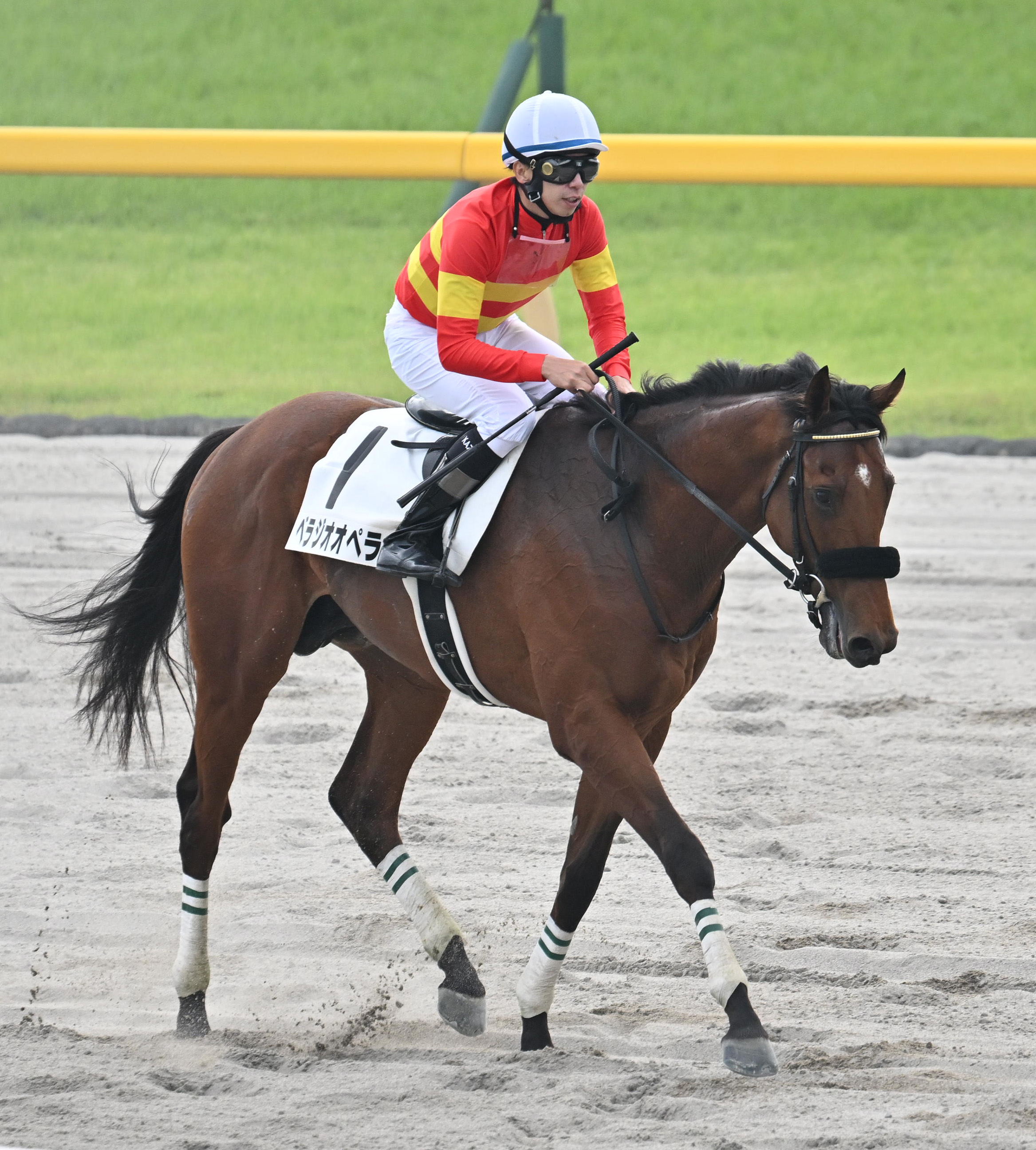 日本ダービー４着ベラジオオペラが神戸新聞杯を回避 今後は白紙に ...