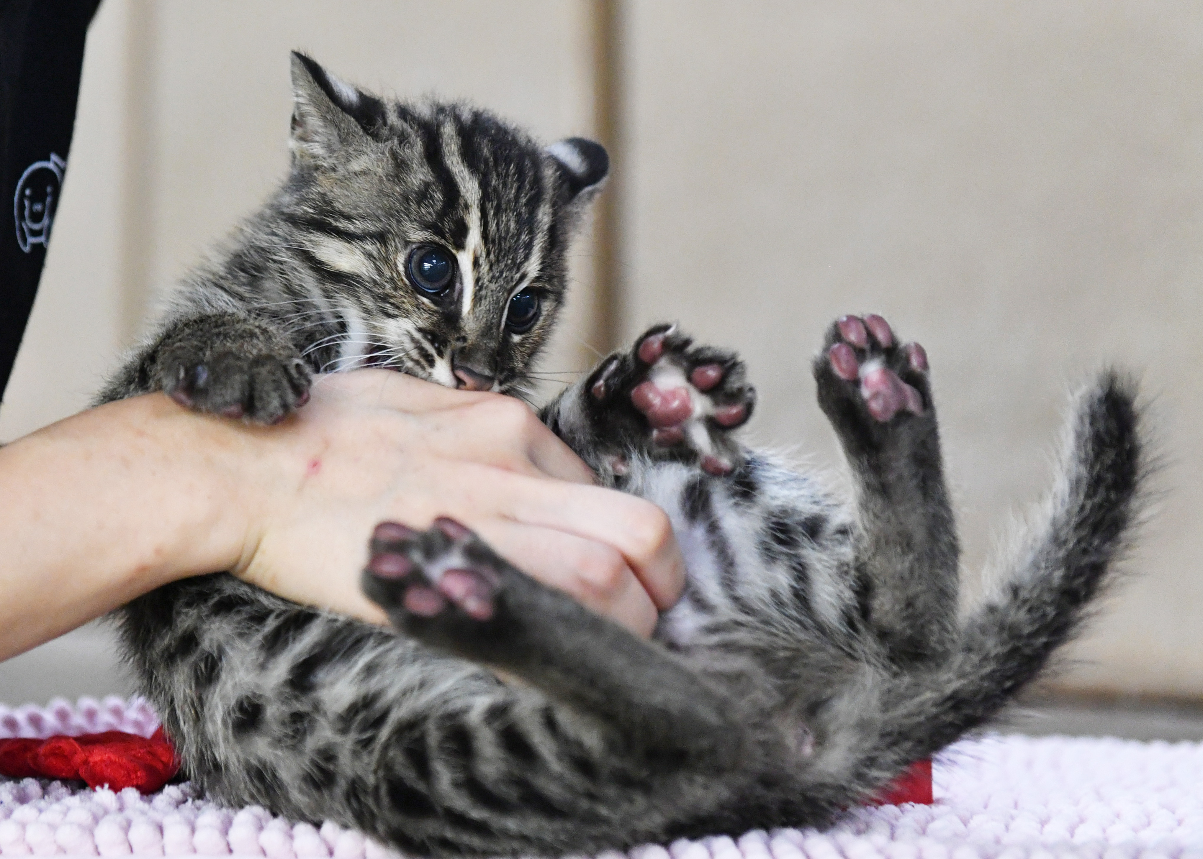 動画】【どうぶつ園のニューフェース】おてんば娘 スナドリネコの