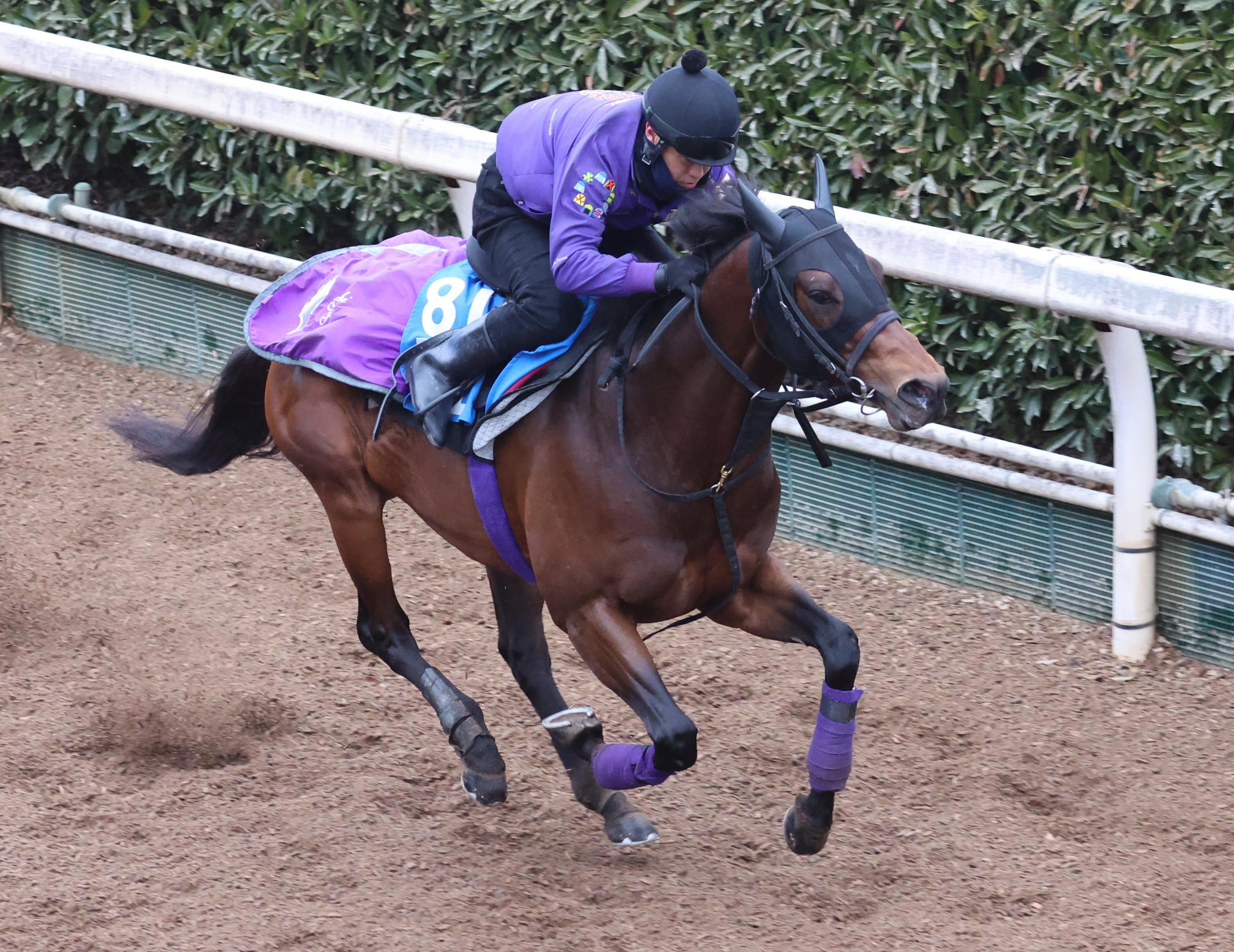 シルクロードS 追い切り】ロードフォアエース坂路でスピード感十分！ 連勝での重賞Vへ好調アピール - サンスポZBAT!