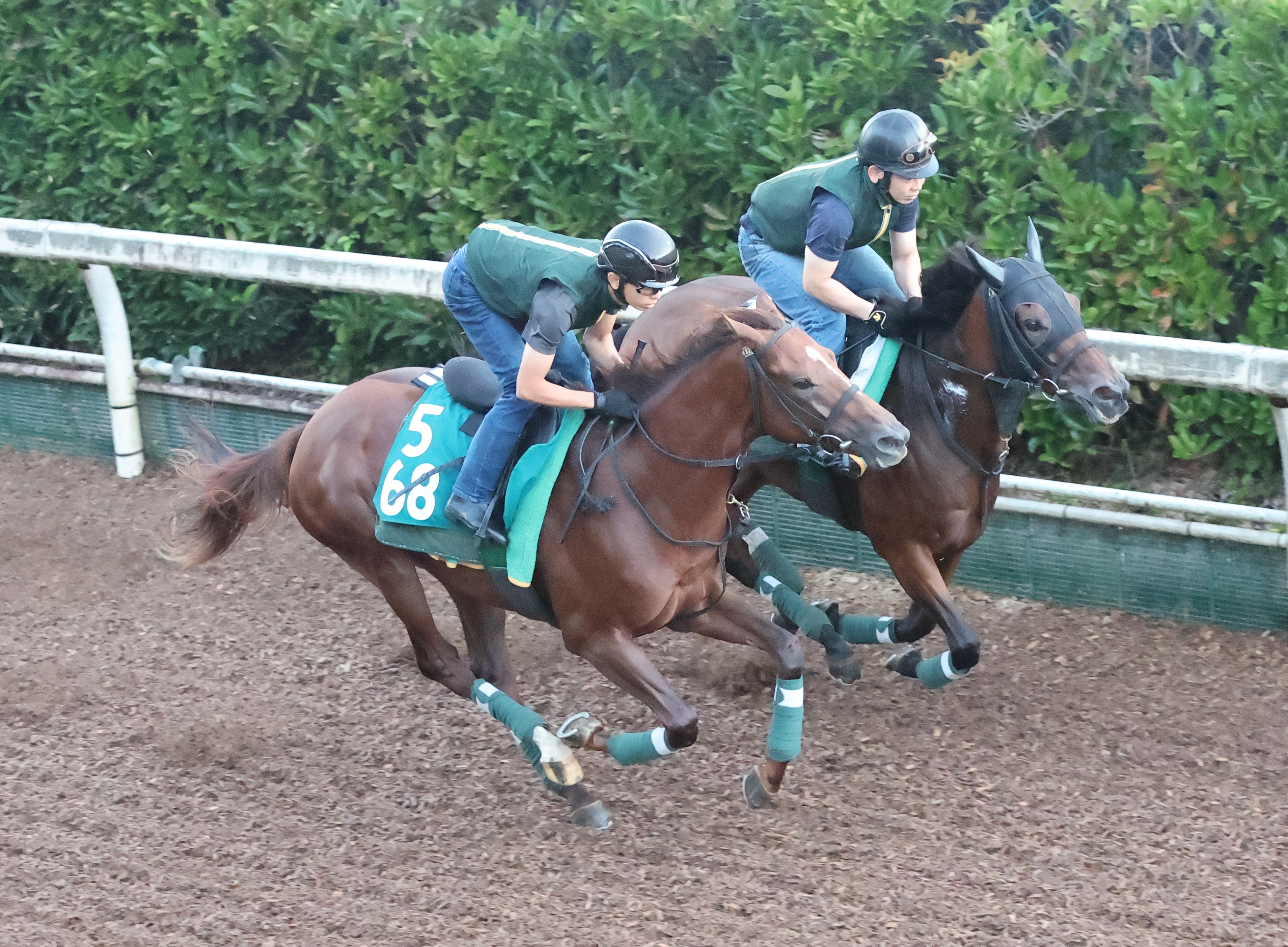 今日の注目新馬】トリポリタニア年長馬と互角の動き 父母ともにダート