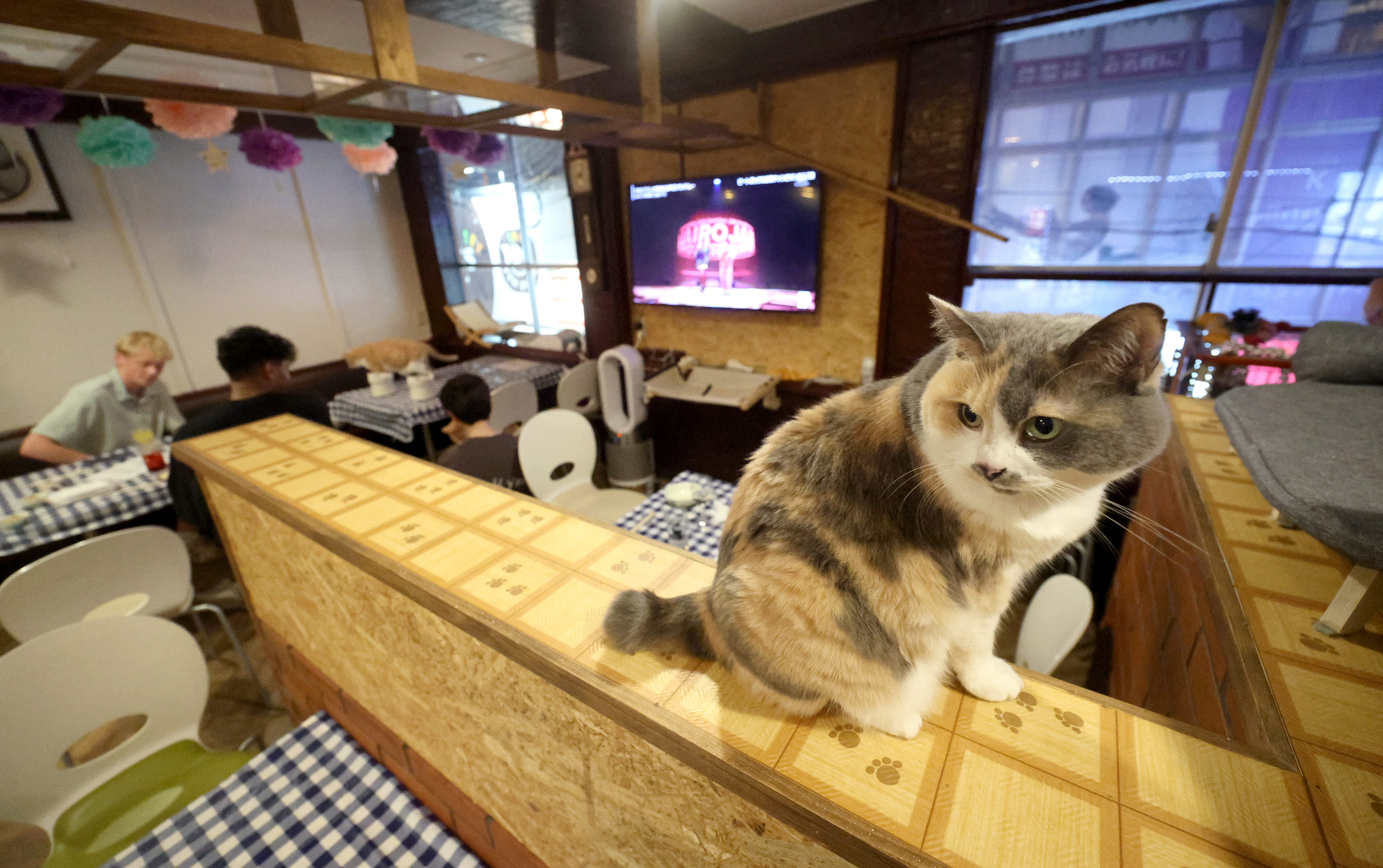 動画】3匹の看板猫がおもてニャし 香箱座りを下から眺められる居酒屋
