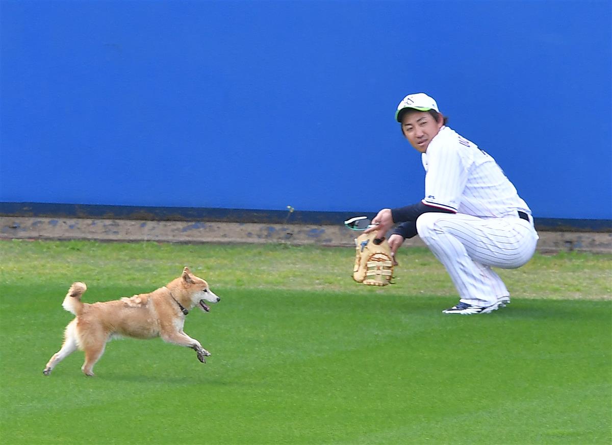 ヤクルト 内川 犬の侵入に 僕に寄ってきてくれるとおいしいと思ったけど サンスポ