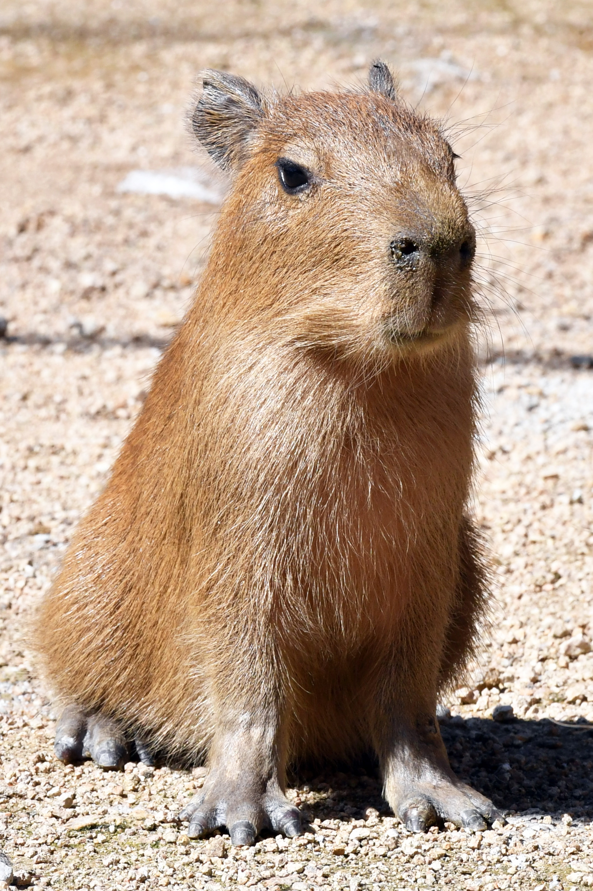 迷子のカピバラ カピバラの赤ちゃん、育ってます♡｜新着情報｜伊豆リゾートヴィラ
