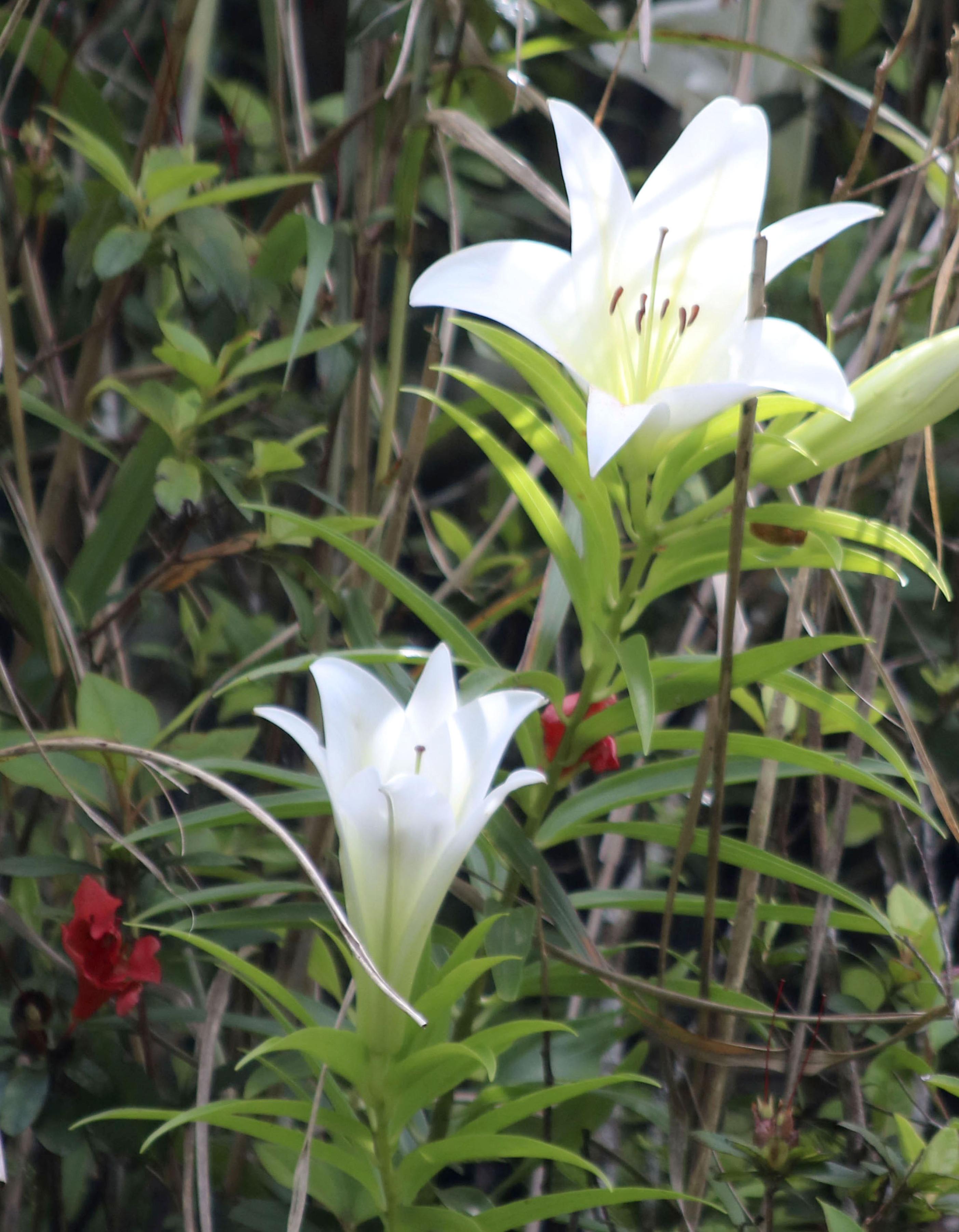 ウケユリ② ウケユリ - 「中越植物園オンラインショップ」