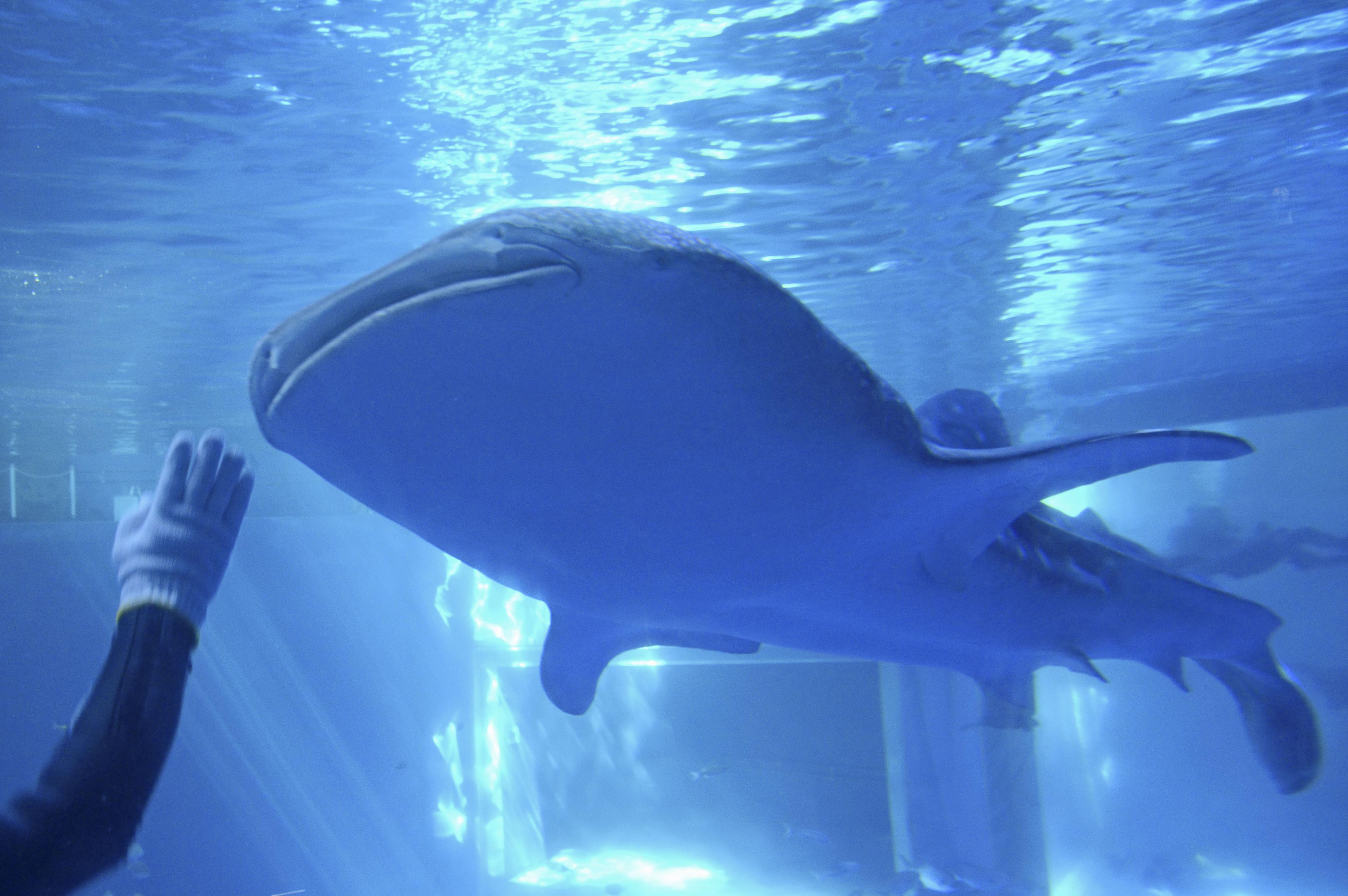 被災した石川・七尾「のとじま水族館」にジンベエザメ 能登地震で犠牲