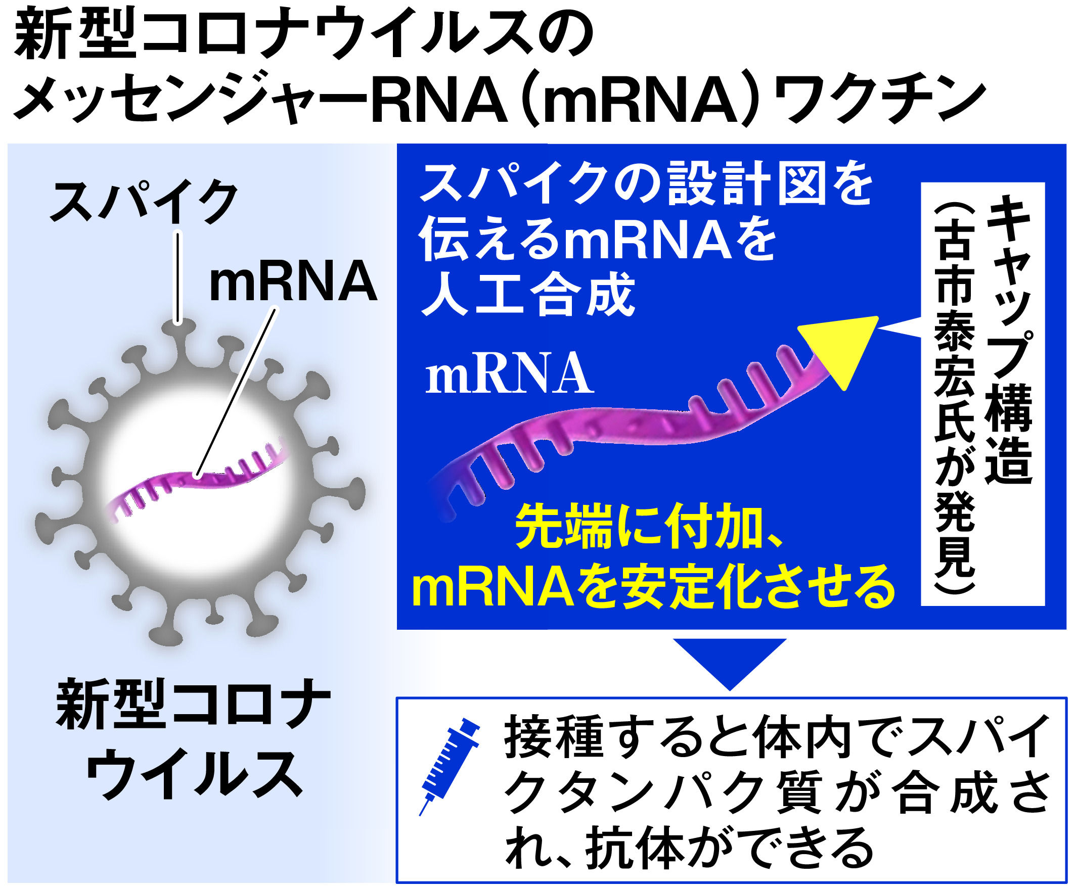 メッセンジャーRNA
