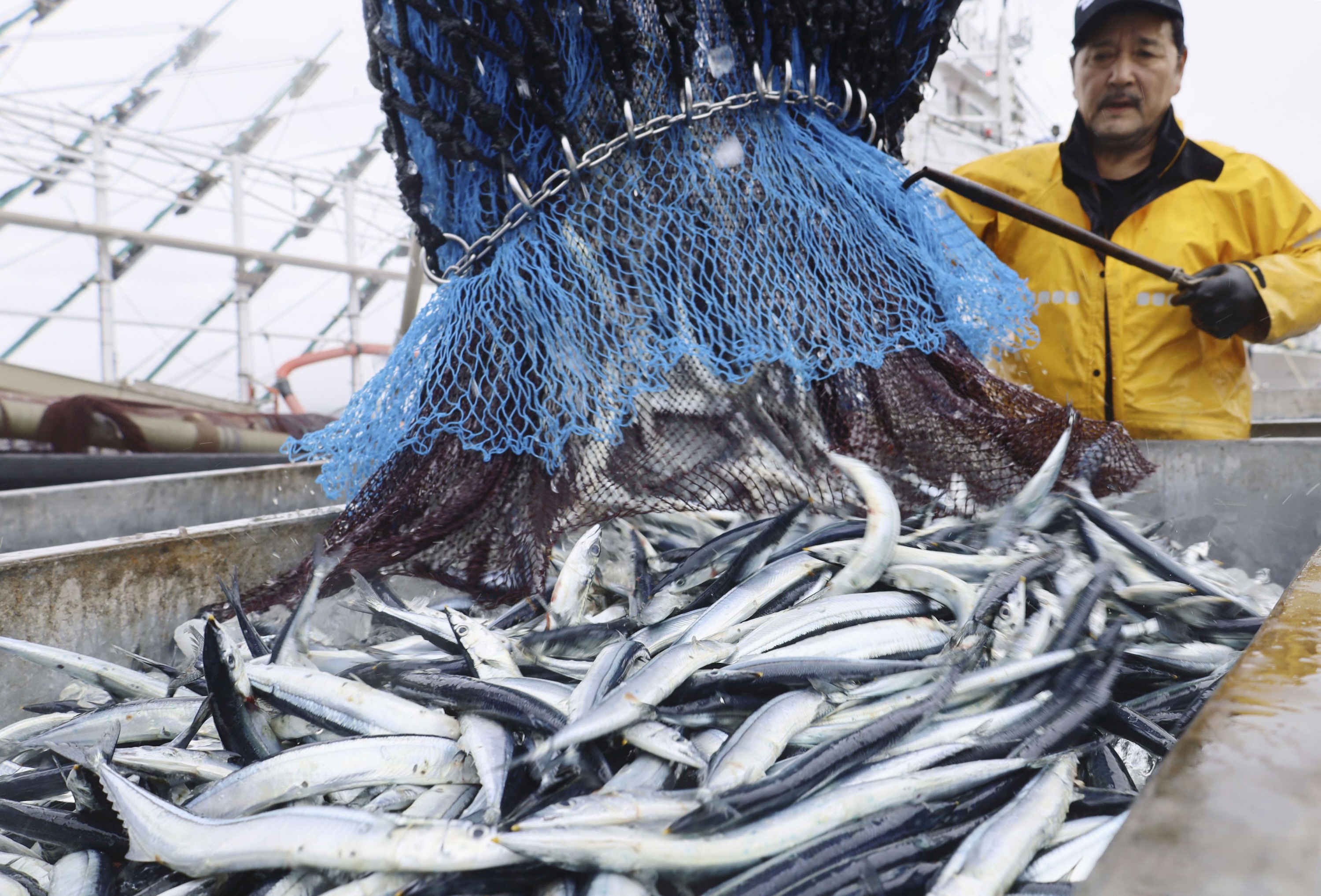円安進行で中国に買い負けも 鮮魚の価格上昇 - 産経ニュース