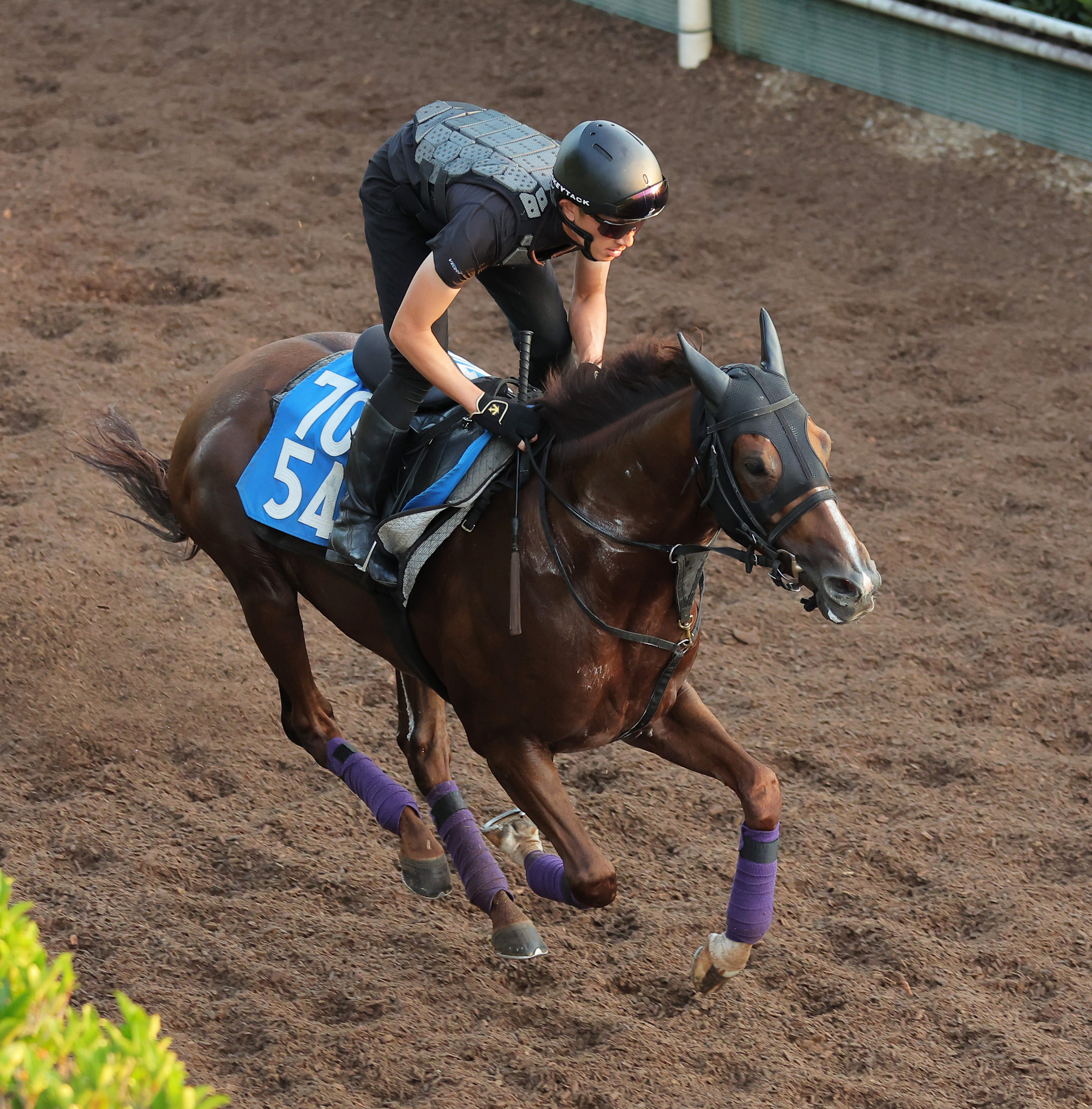 関屋記念 追い切り】シヴァース坂路で馬なり軽快54秒1 友道師