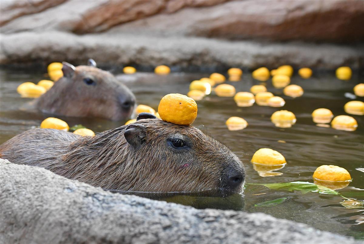 動画 カピバラに ゆず湯 神戸どうぶつ王国 産経ニュース