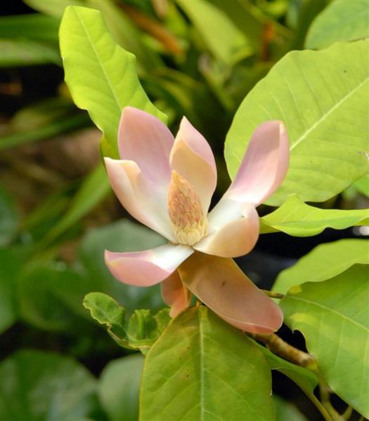 モクレン 紅花山玉蘭 １４年ぶり開花 淡路市夢舞台 奇跡の星の植物館 兵庫 産経ニュース