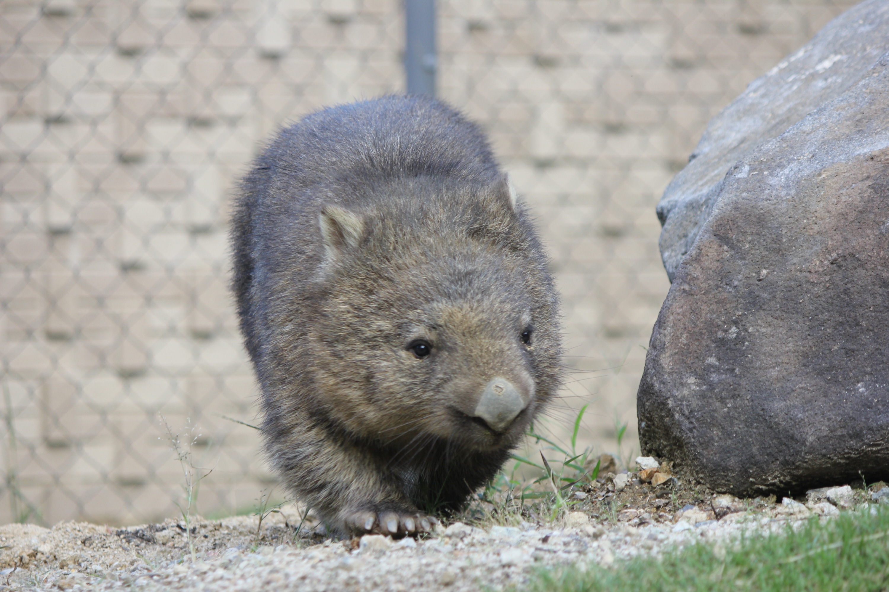 新品★五月山動物園　ウォンバット　ポロシャツ　LL　2022 大阪北部の五月山動物園にウォンバット2頭が仲間入り 3歳の雄、11月に