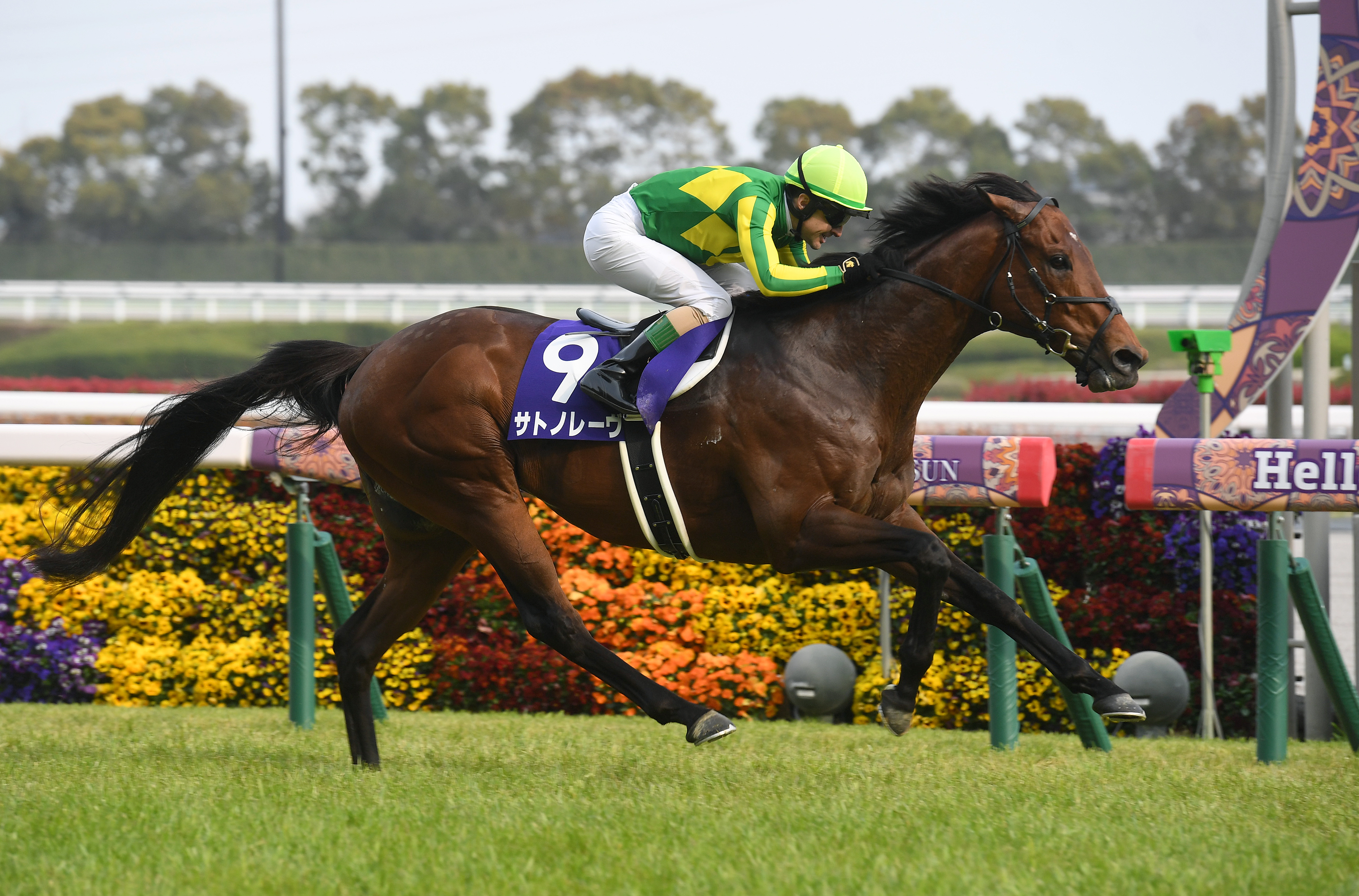 サトノレーヴが電撃引退！ 社台スタリオンステーションで種牡馬入り 堀