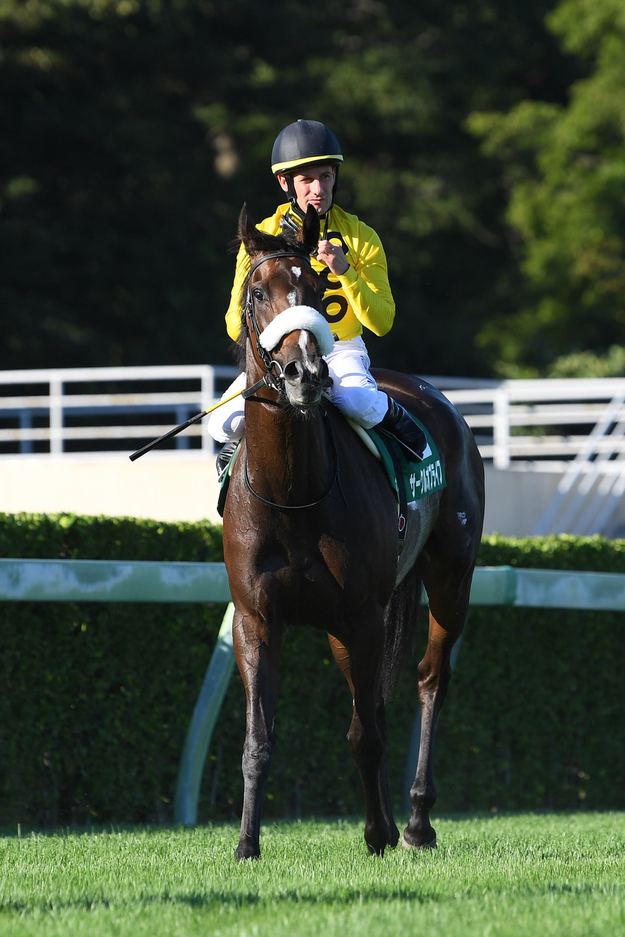 競馬　タイトルホルダー　菊花賞記念　ブルゾン　（ジャンパー）