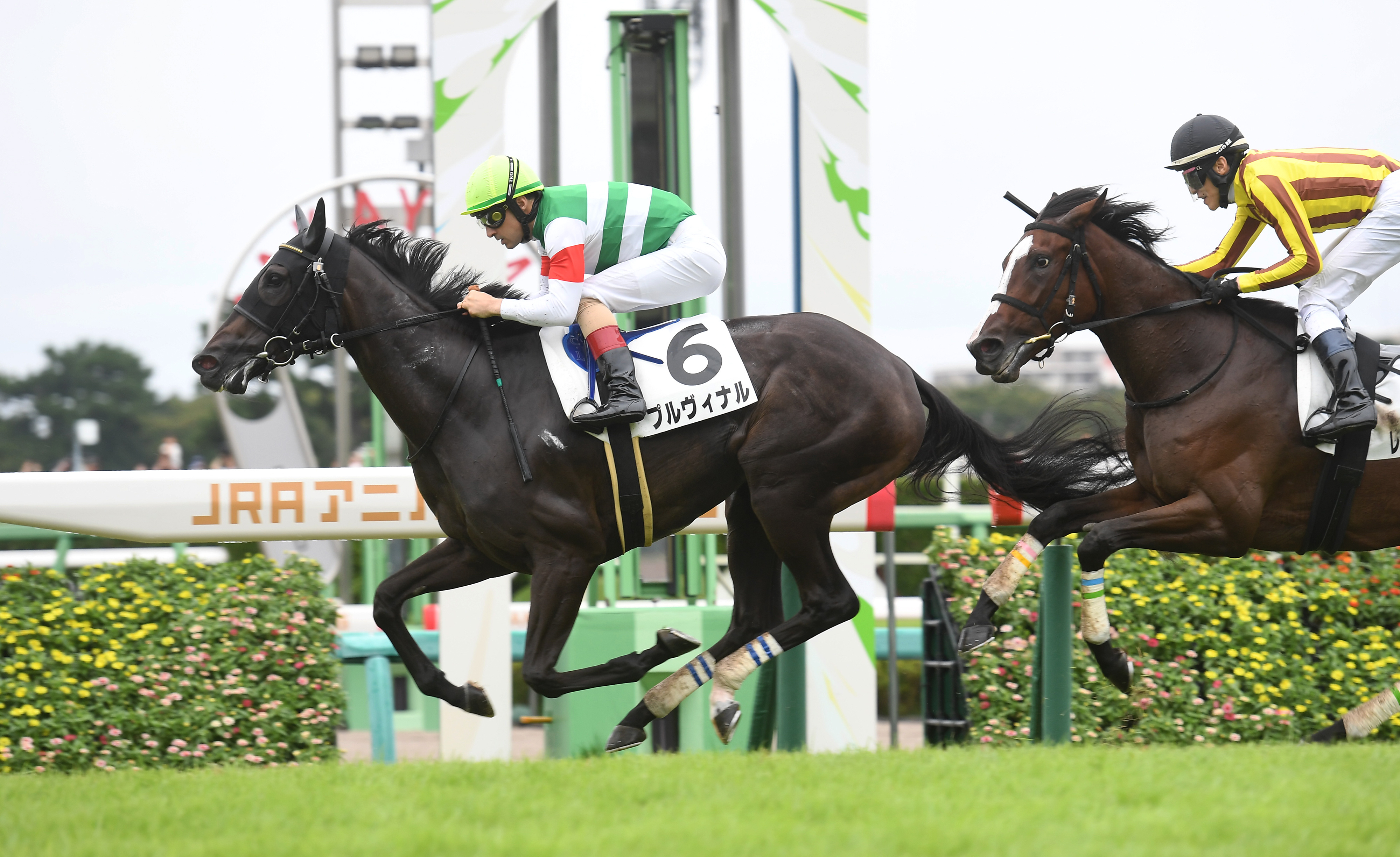 2歳新馬・中山5R】1番人気プルヴィナルが力強く抜け出して初陣V