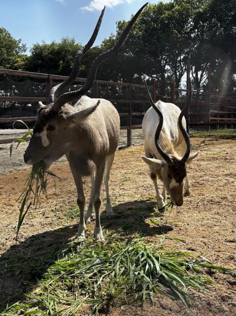 東武動物公園、希少動物「アダックス」2頭が仲間入り 国内わずか3園館
