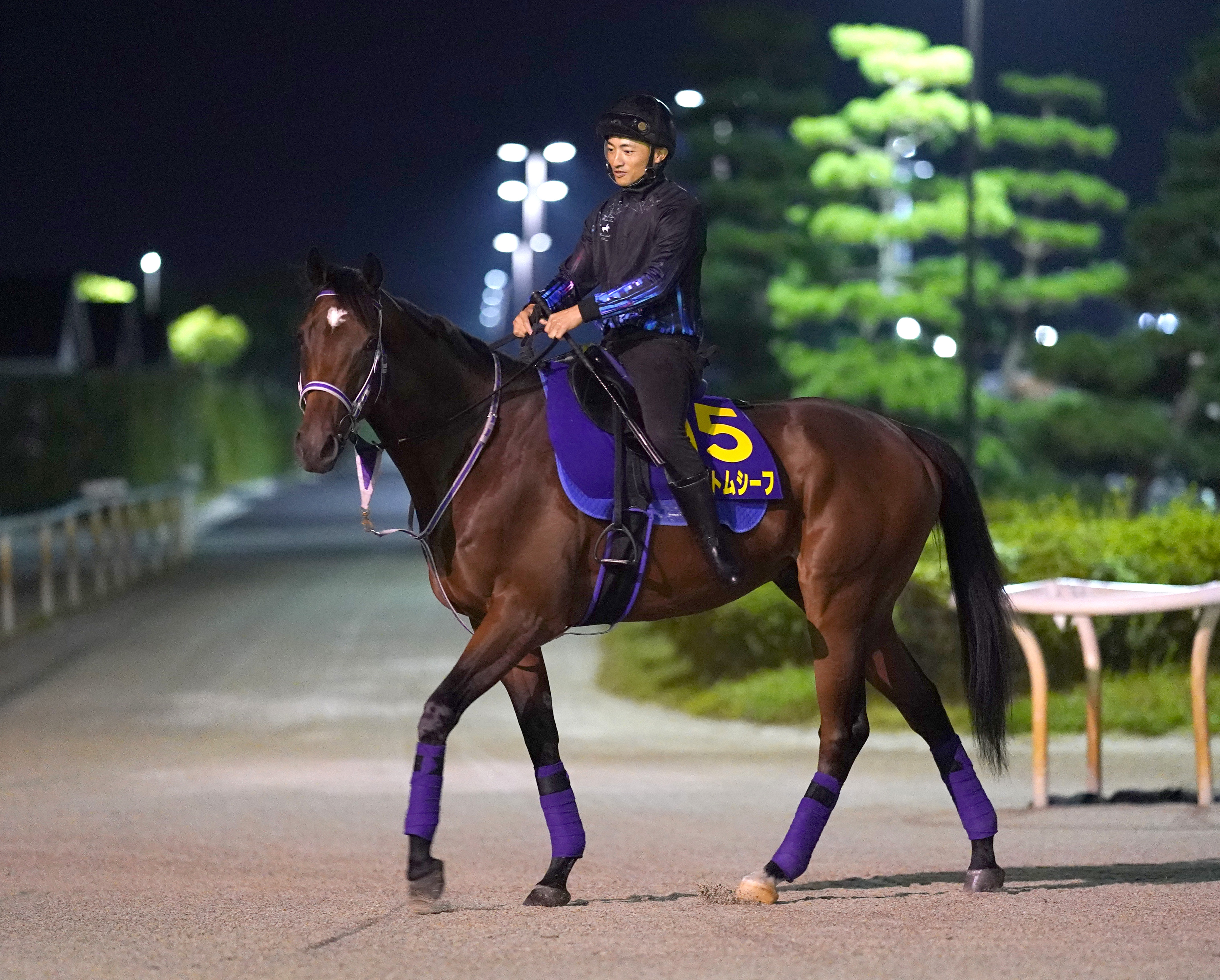 【菊花賞】ファントムシーフは厩舎周りで運動 梛木助手「すごく ...